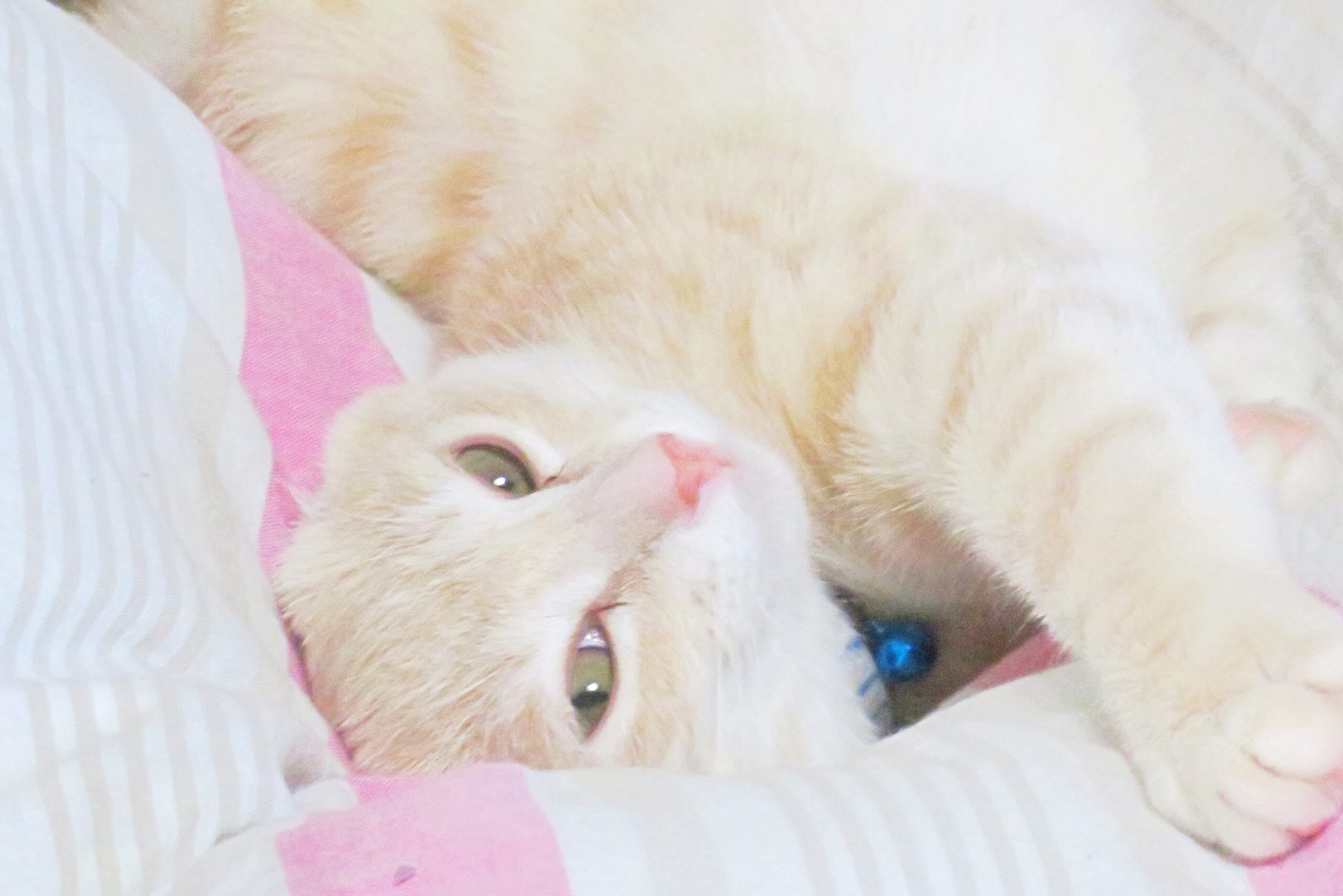 こねこ、そら、ベッド