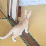 こねこ、そら、遊ぶ