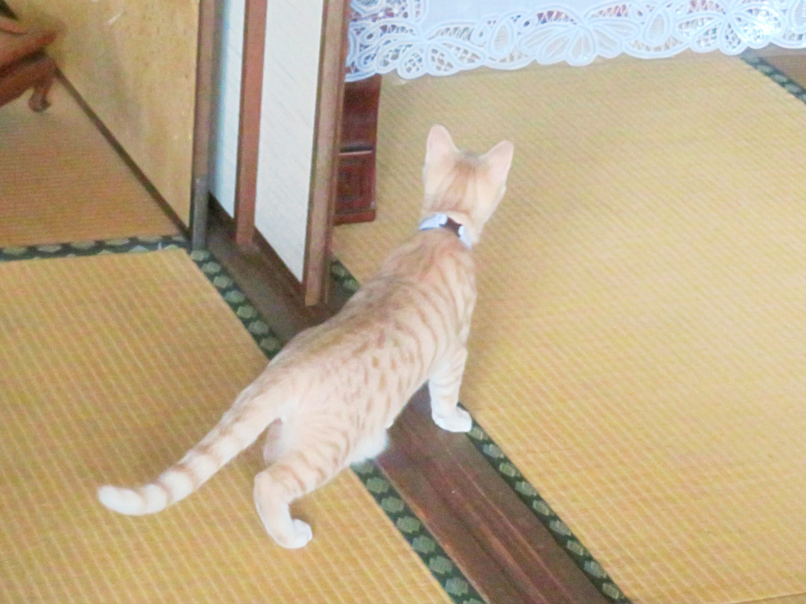 こねこ、そら、遊ぶ