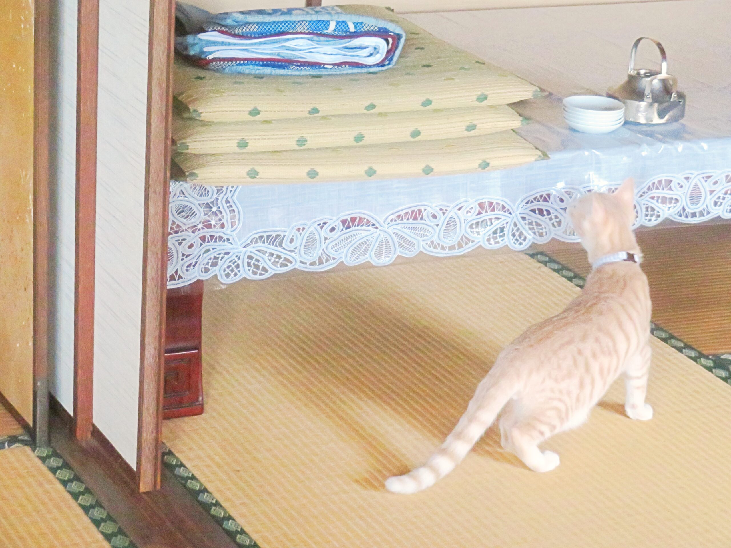 こねこ、そら、遊ぶ
