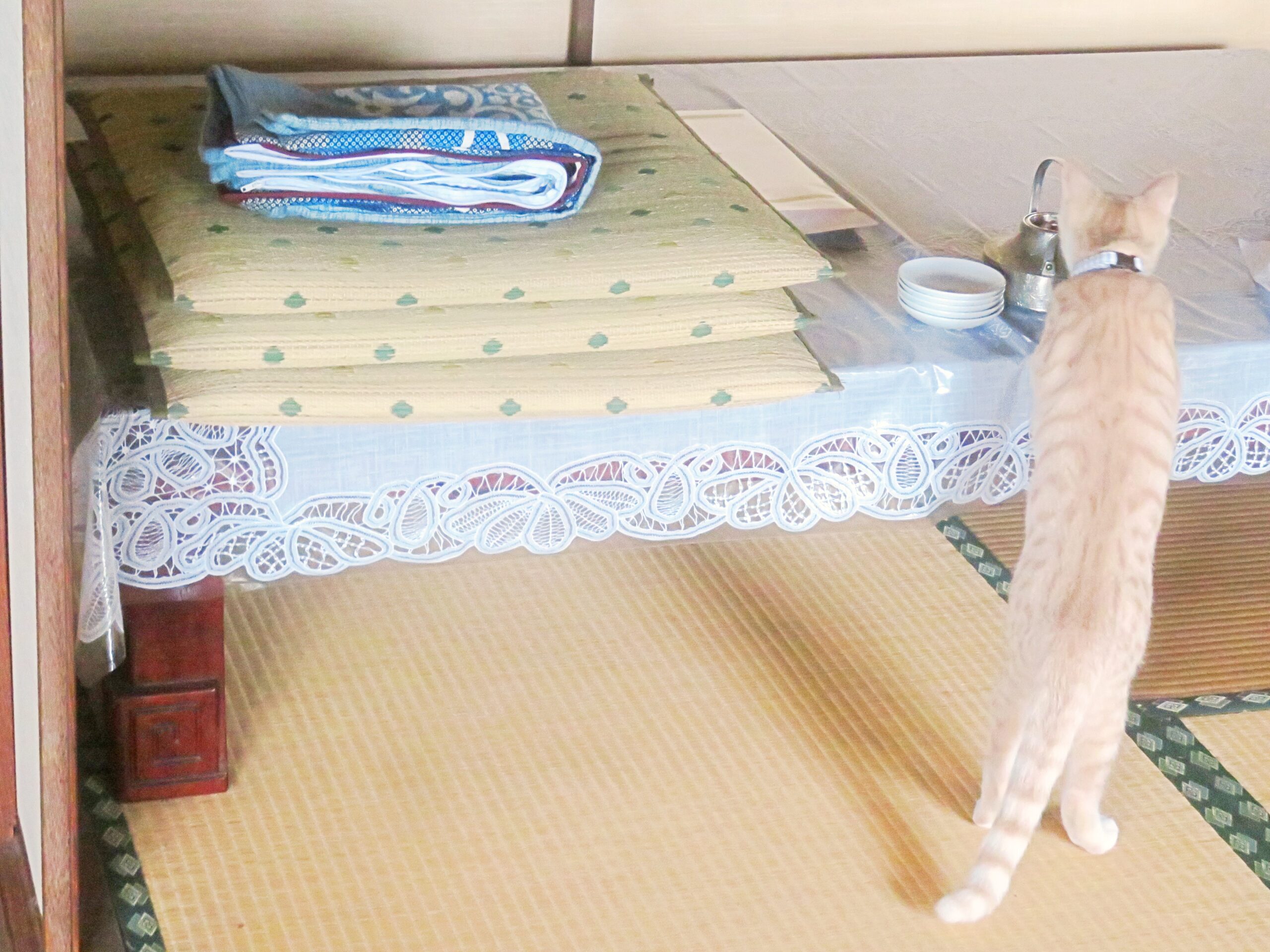 こねこ、そら、遊ぶ