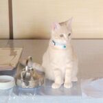 こねこ、そら、遊ぶ