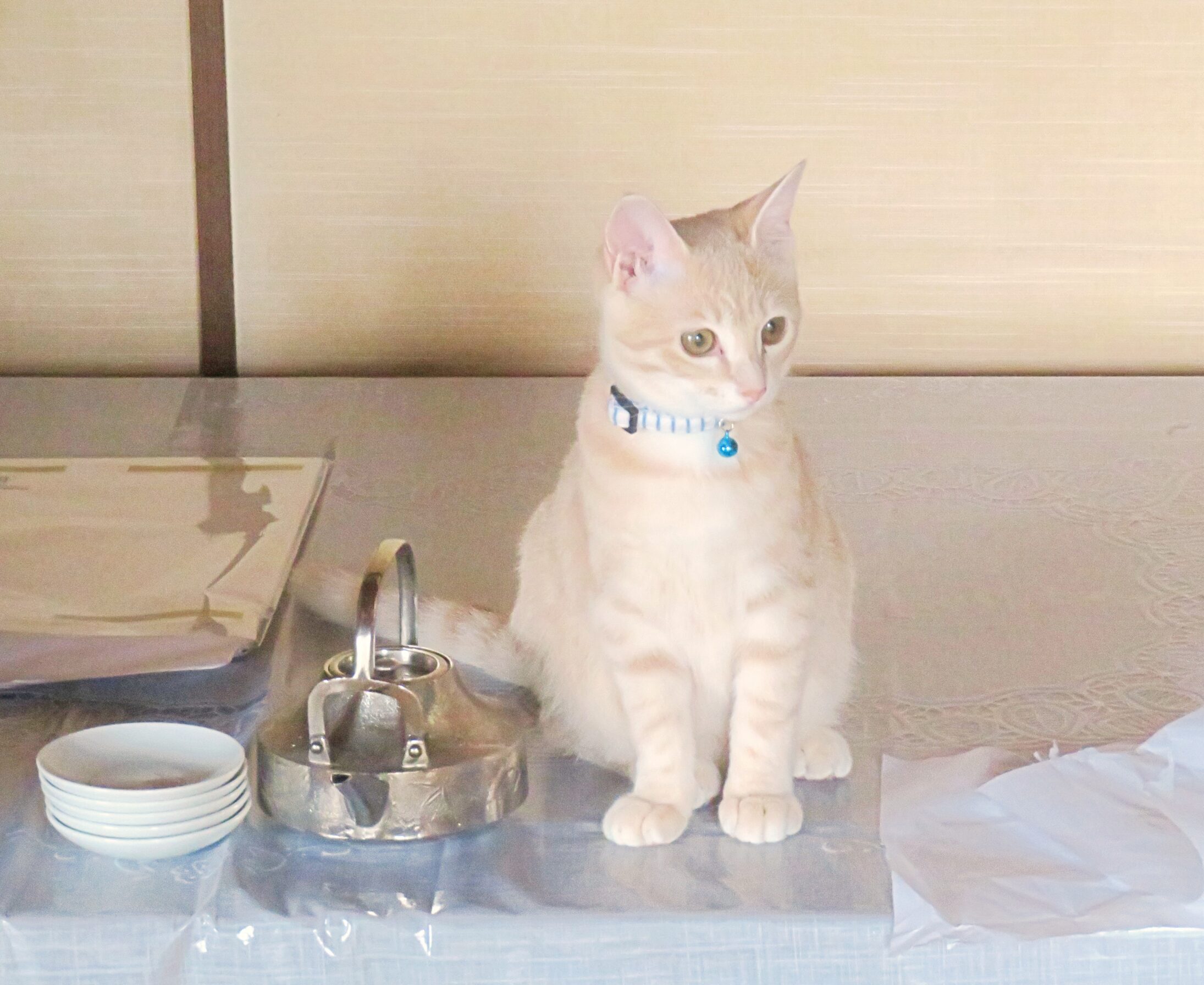 こねこ、そら、遊ぶ