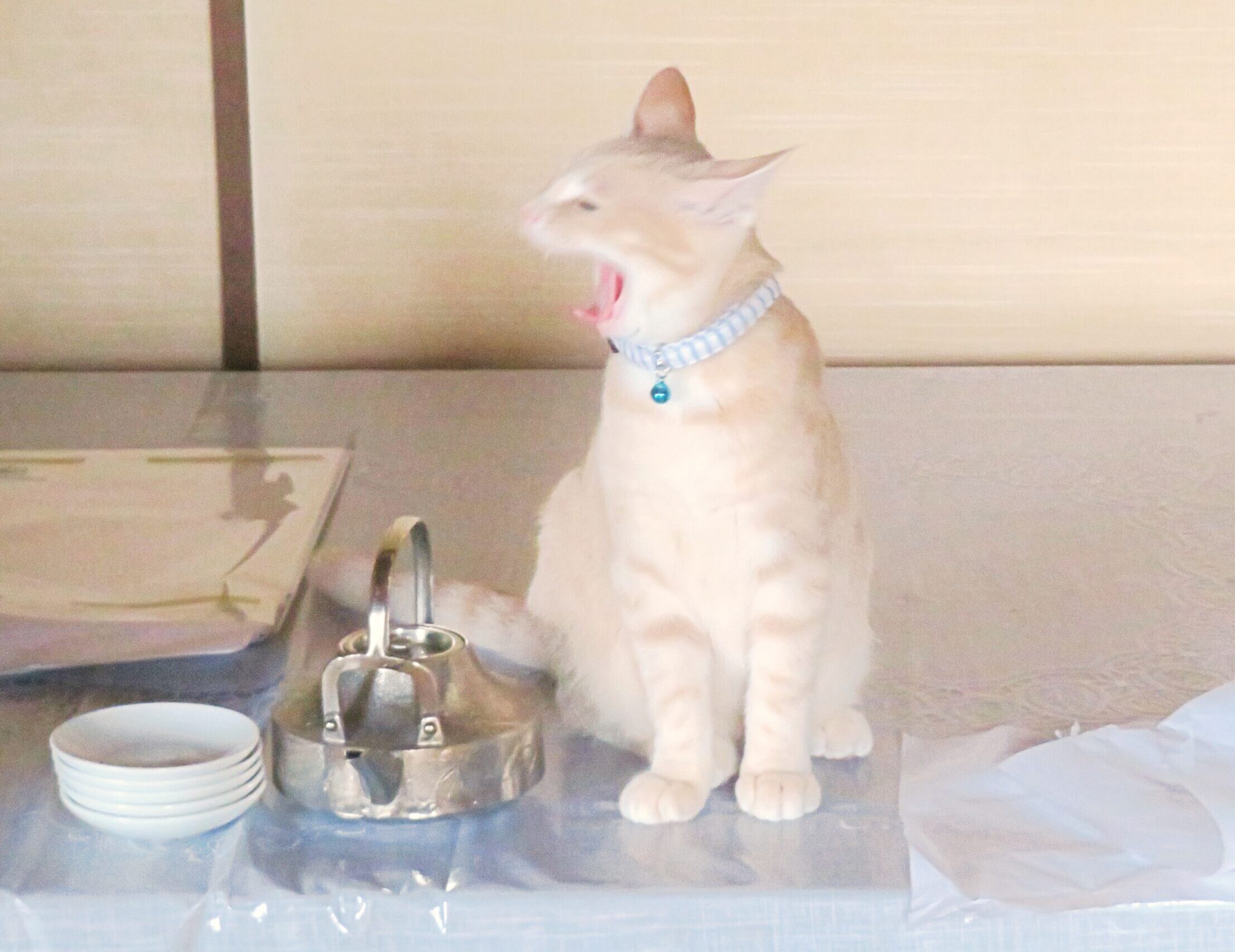 こねこ、そら、遊ぶ