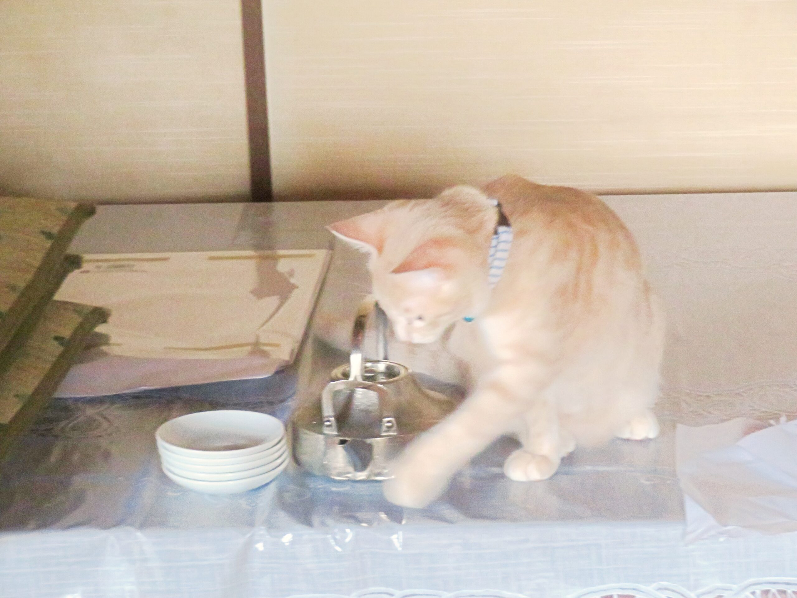 こねこ、そら、遊ぶ