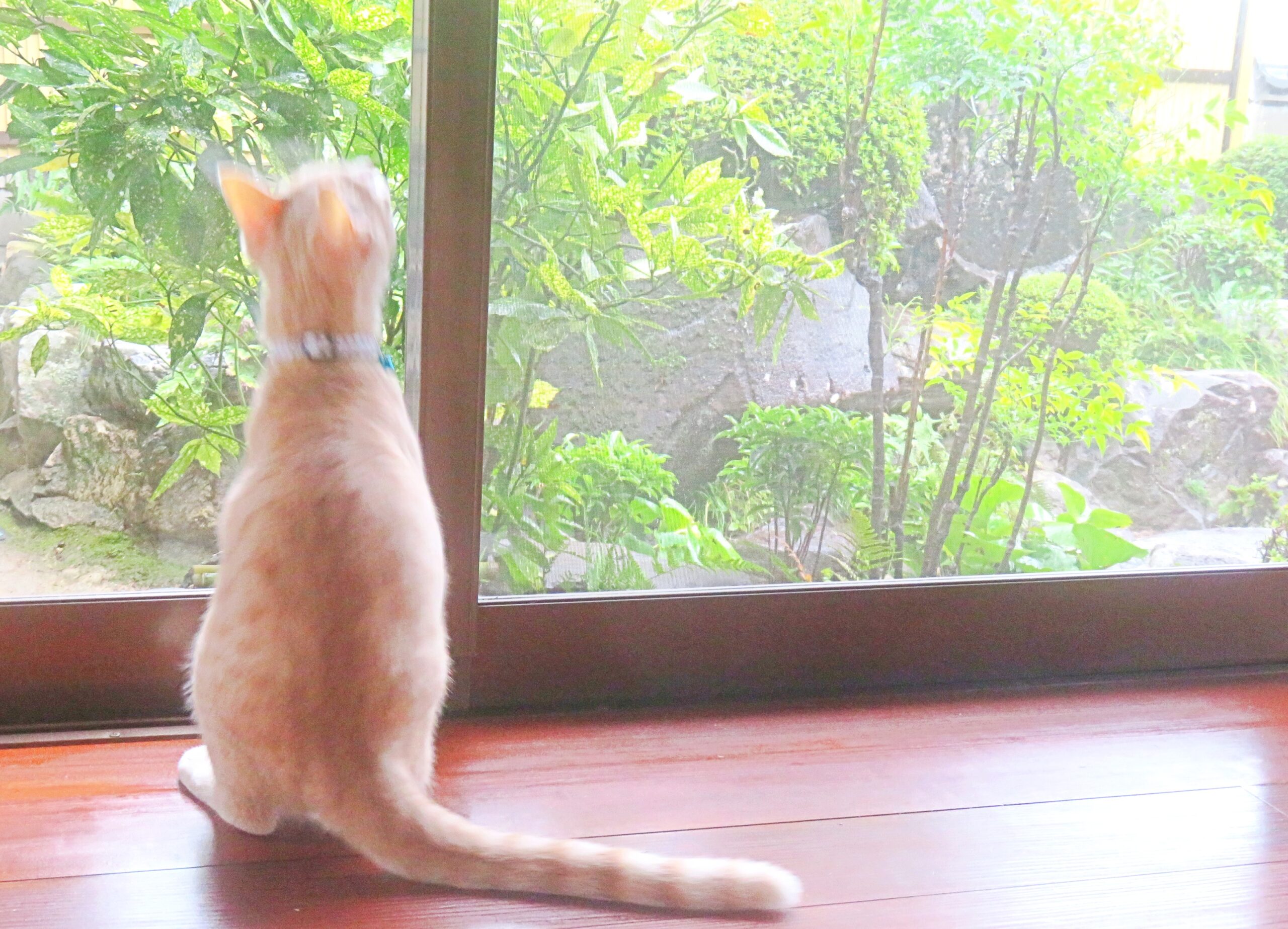 こねこ、そら、遊ぶ