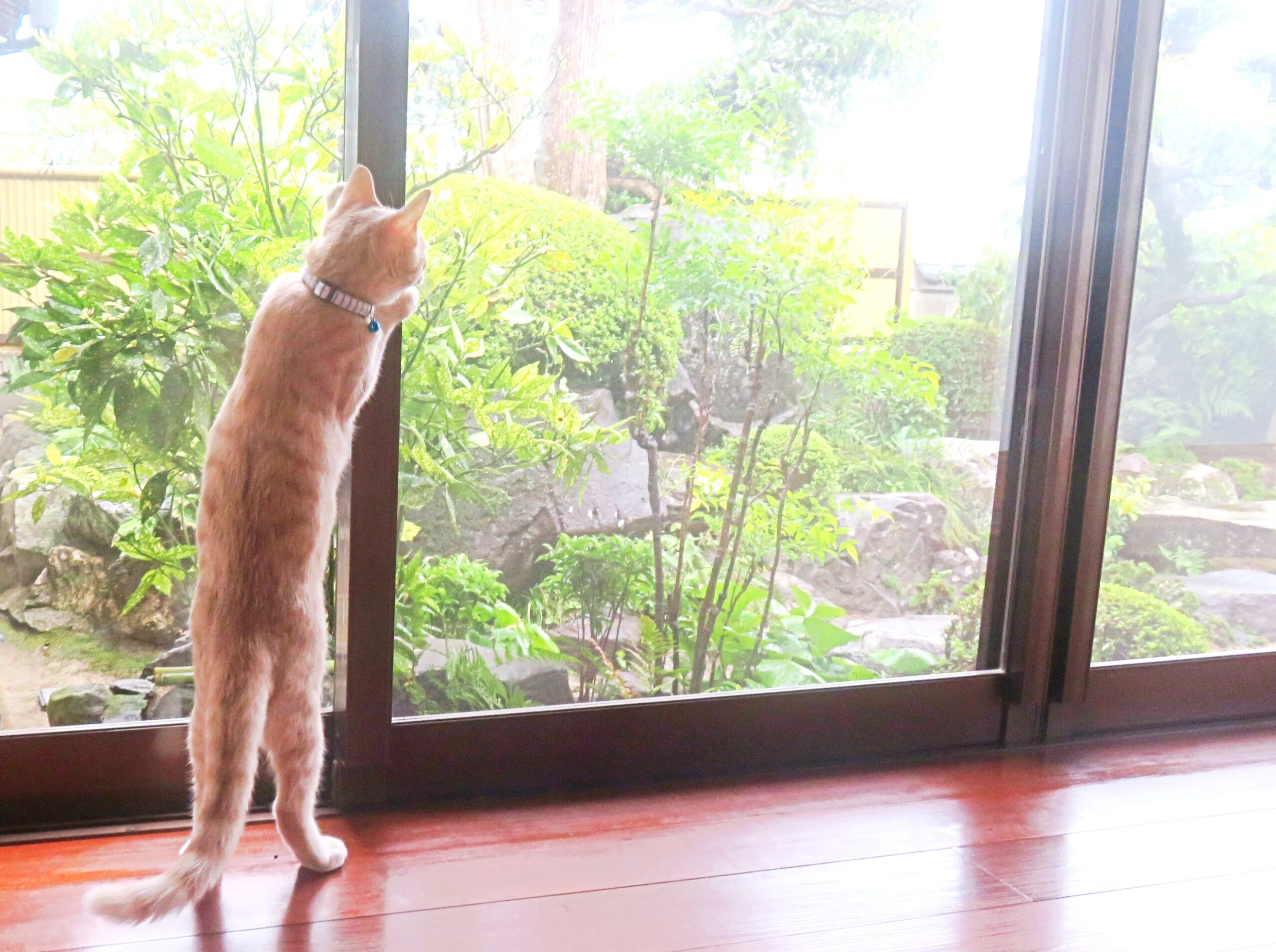こねこ、そら、遊ぶ
