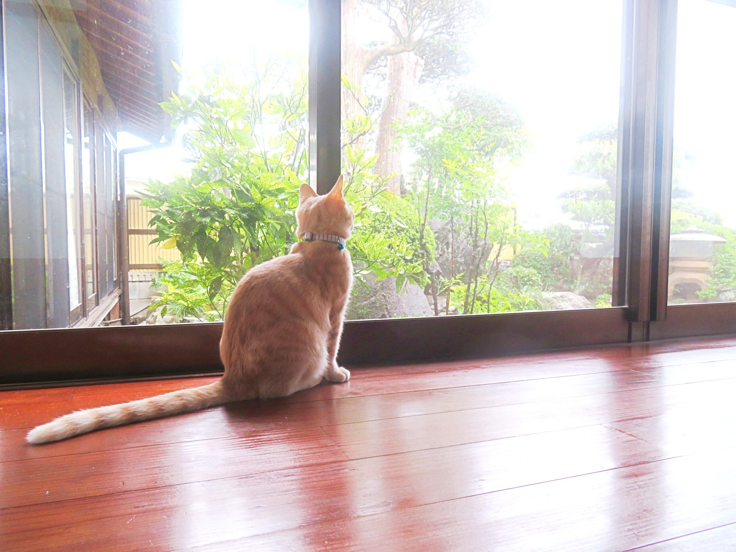 こねこ、そら、遊ぶ