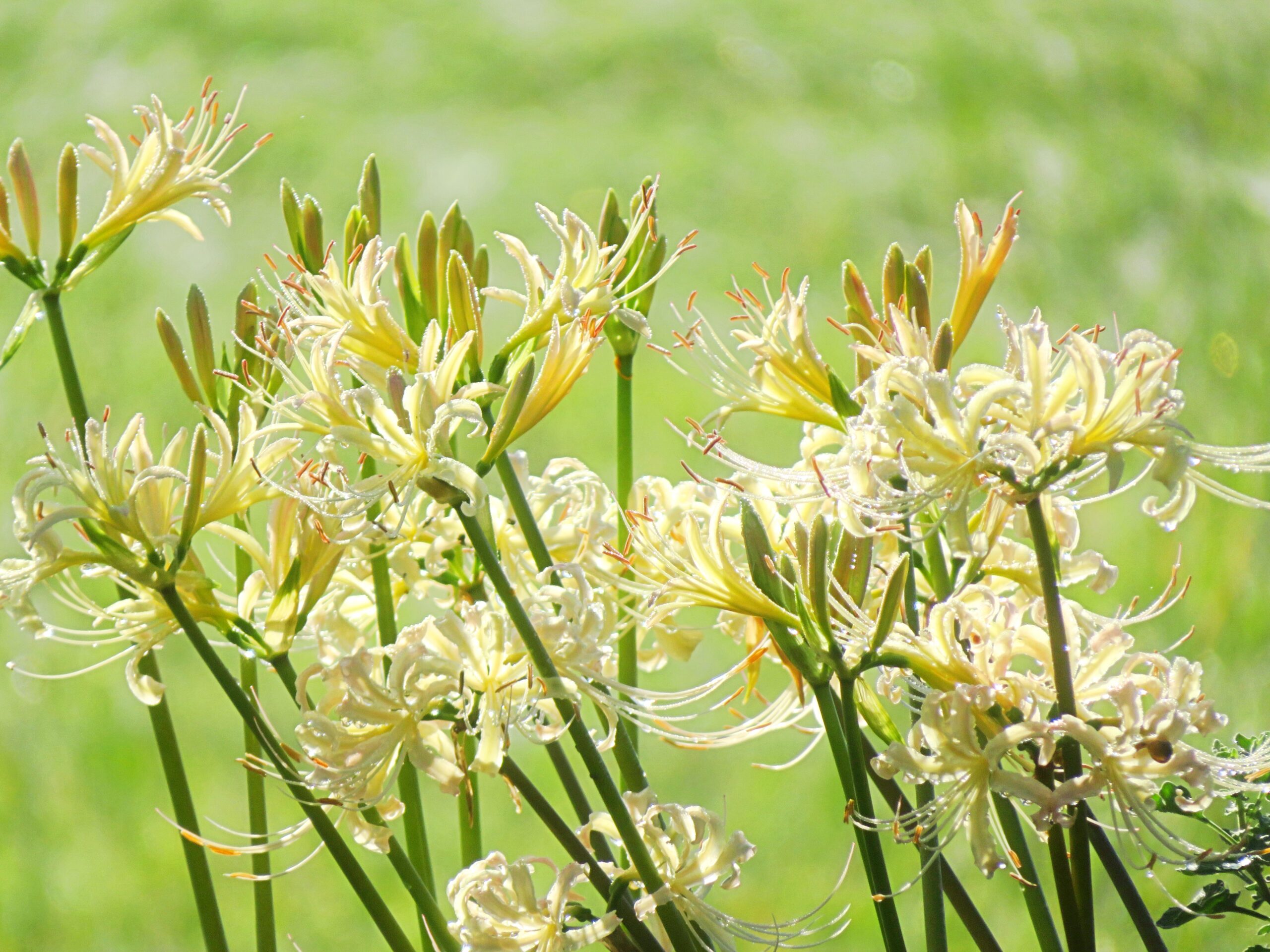 白曼殊沙華と稲穂