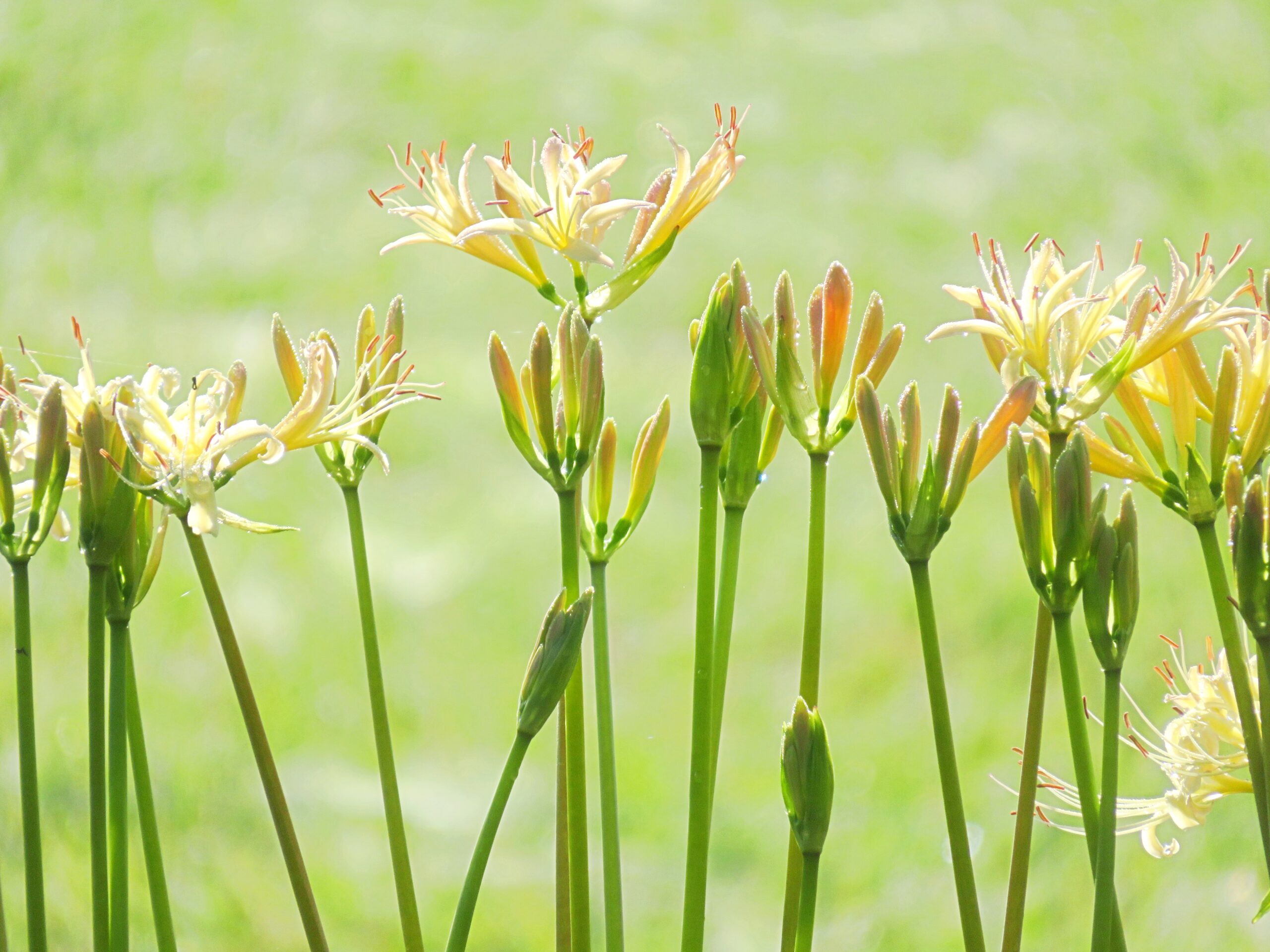 白曼殊沙華と稲穂