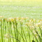 白曼殊沙華と稲穂