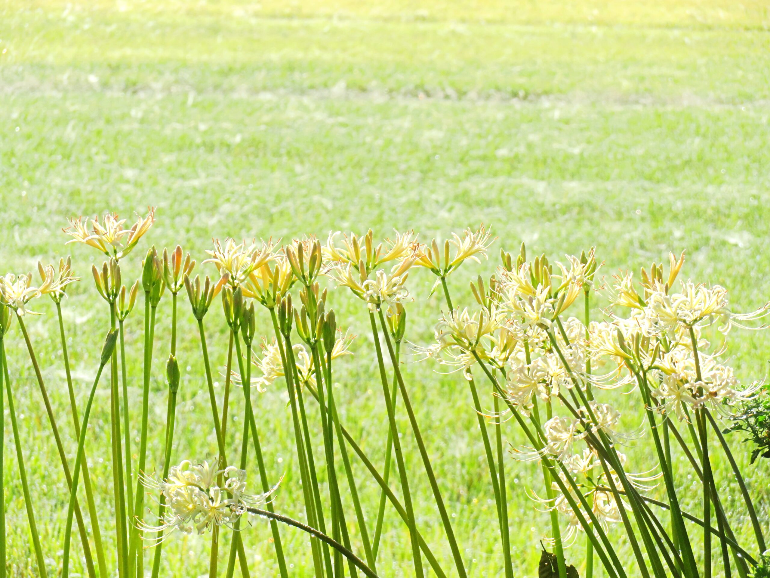 白曼殊沙華と稲穂