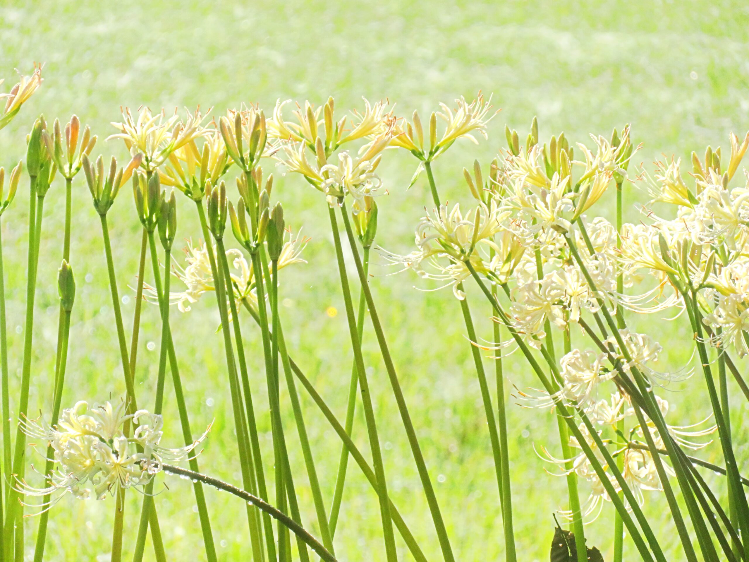 白曼殊沙華と稲穂