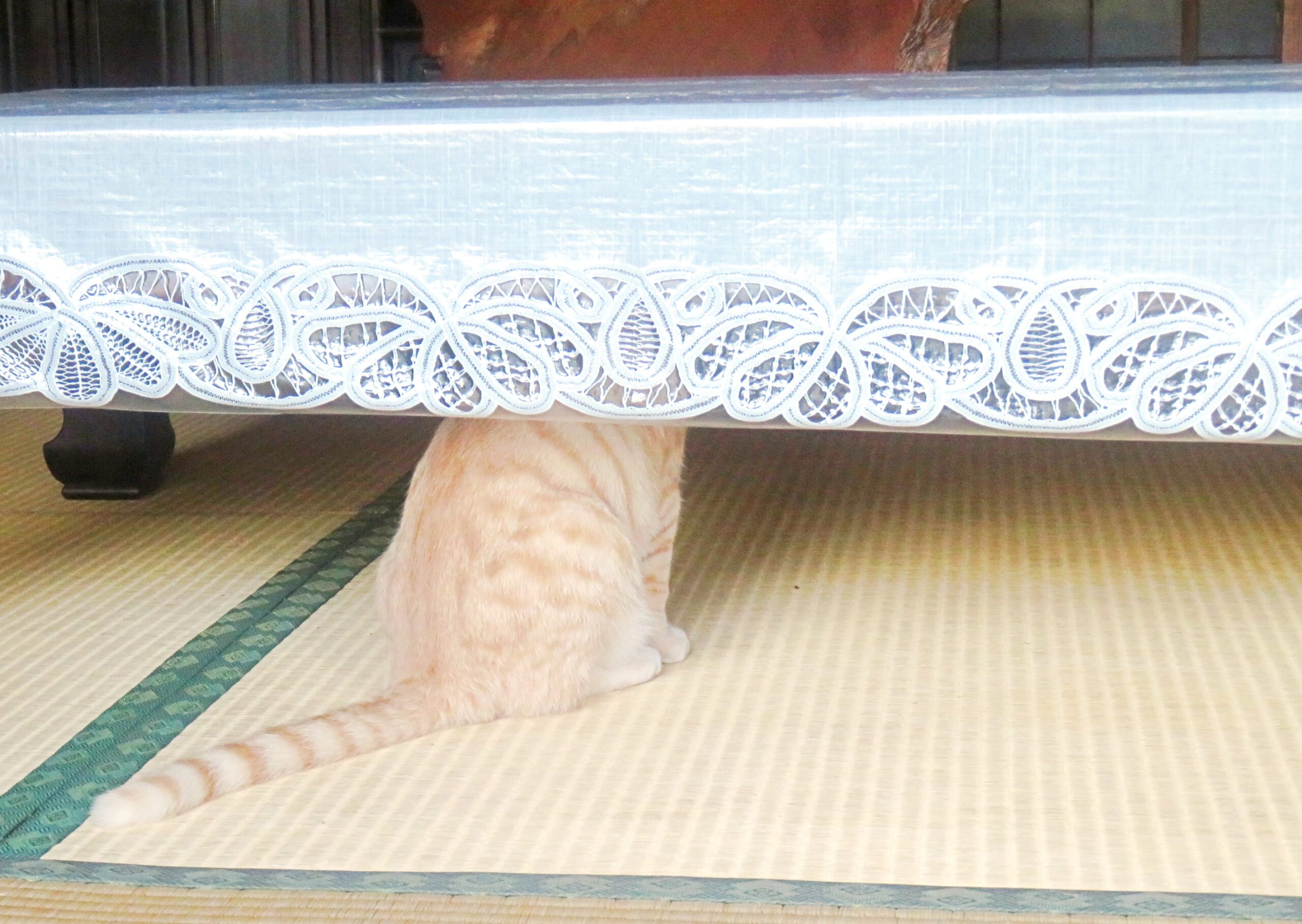 こねこ、そら、遊ぶ