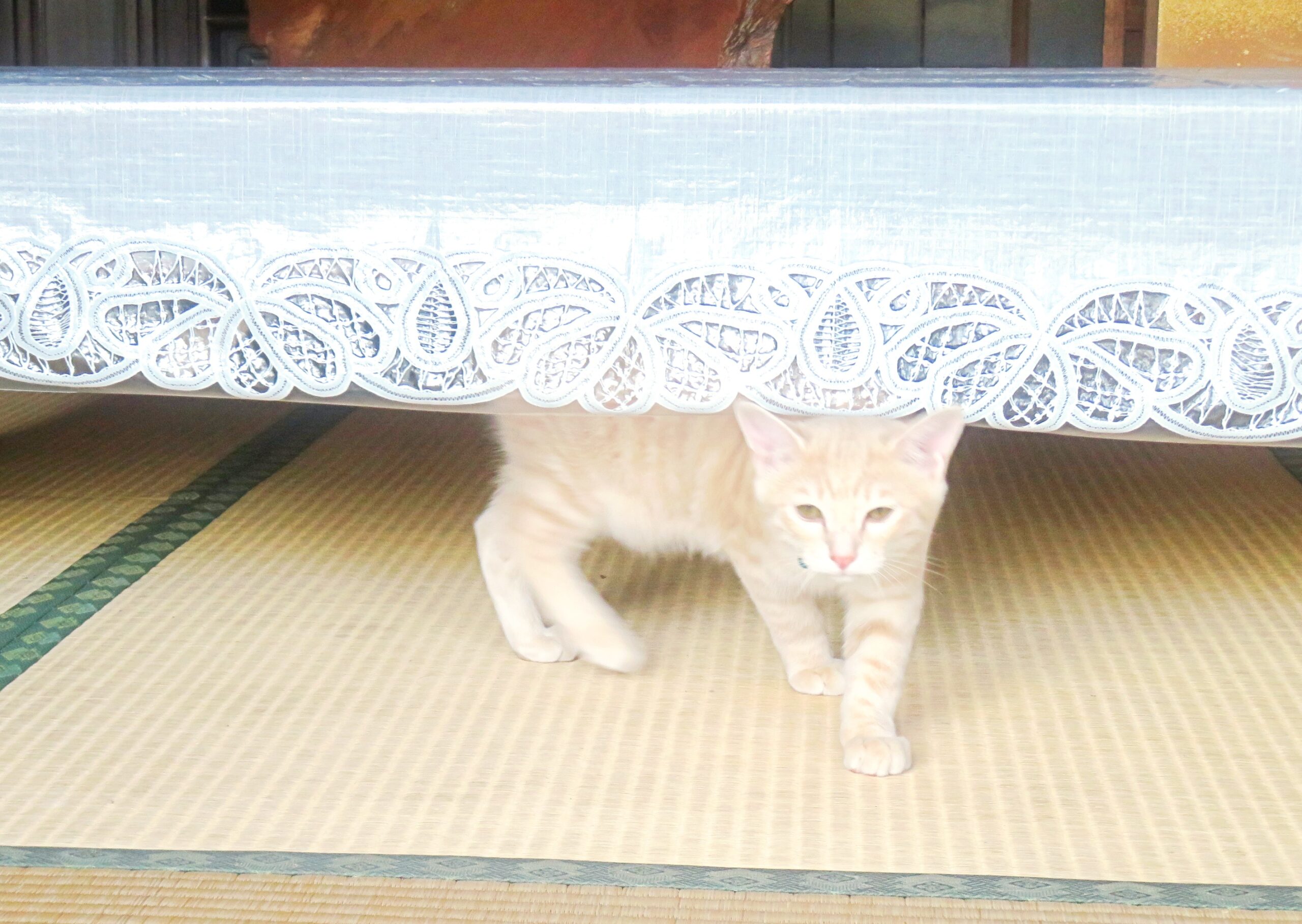 こねこ、そら、遊ぶ