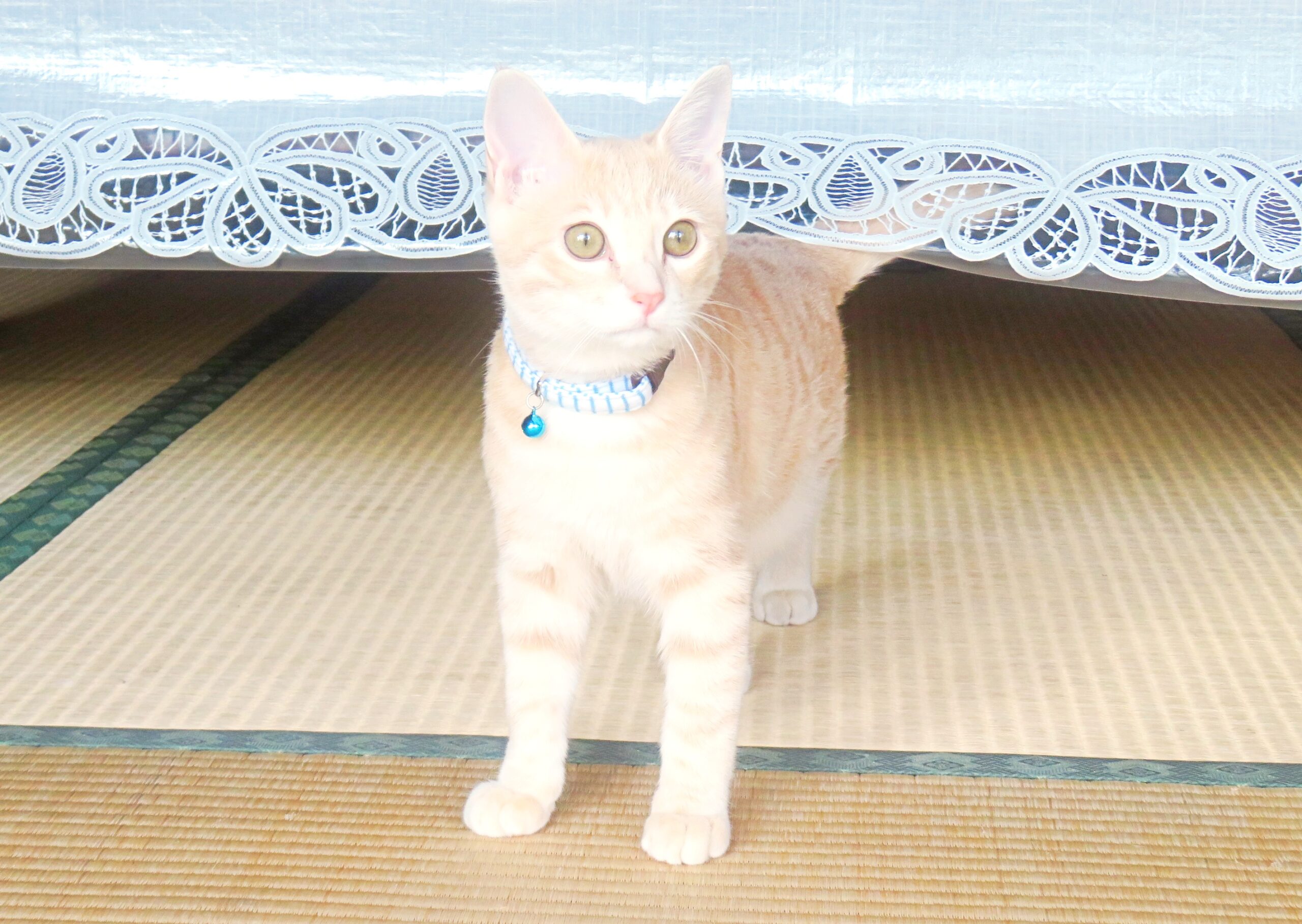 こねこ、そら、遊ぶ