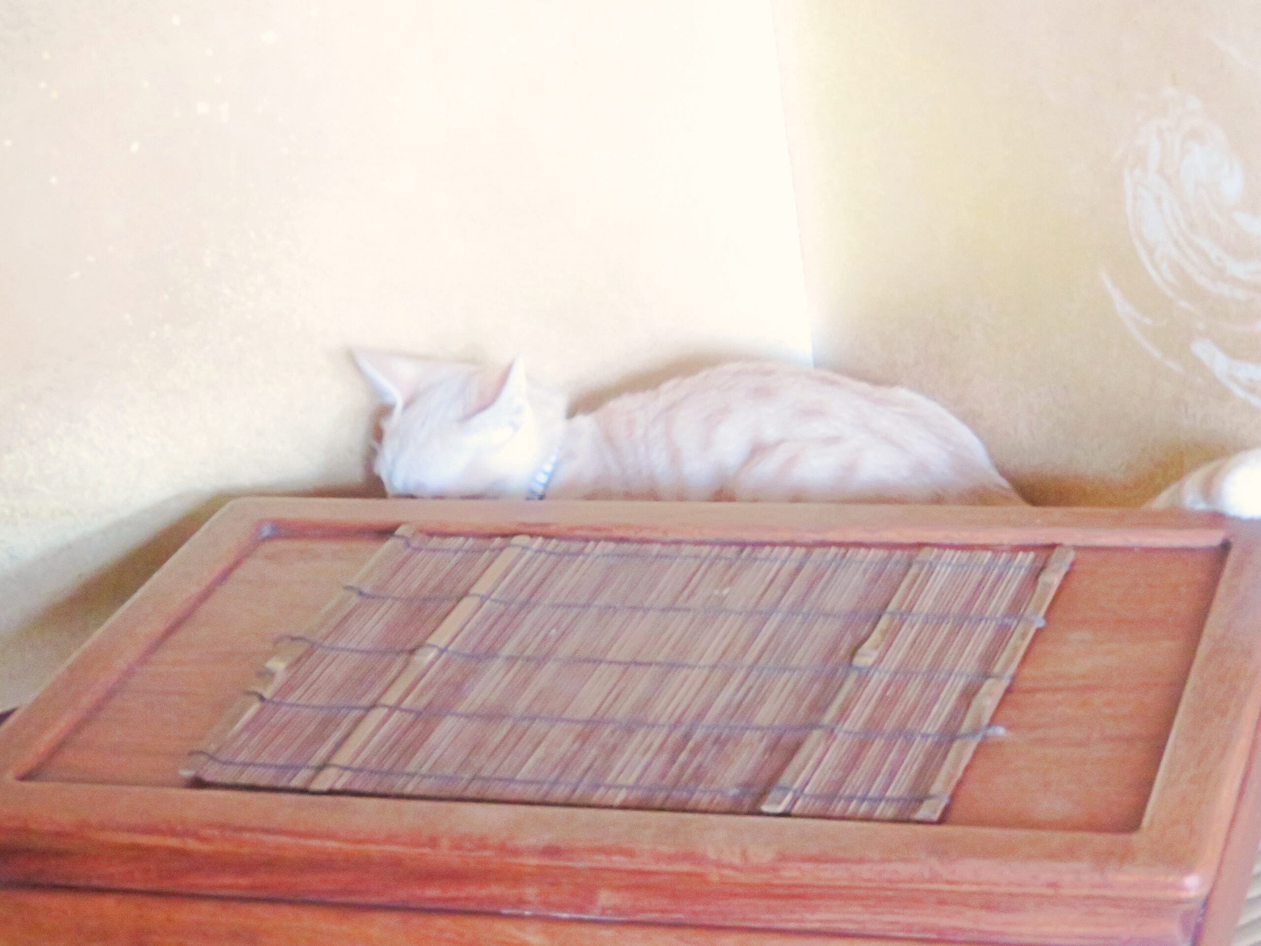 こねこ、そら、遊ぶb
