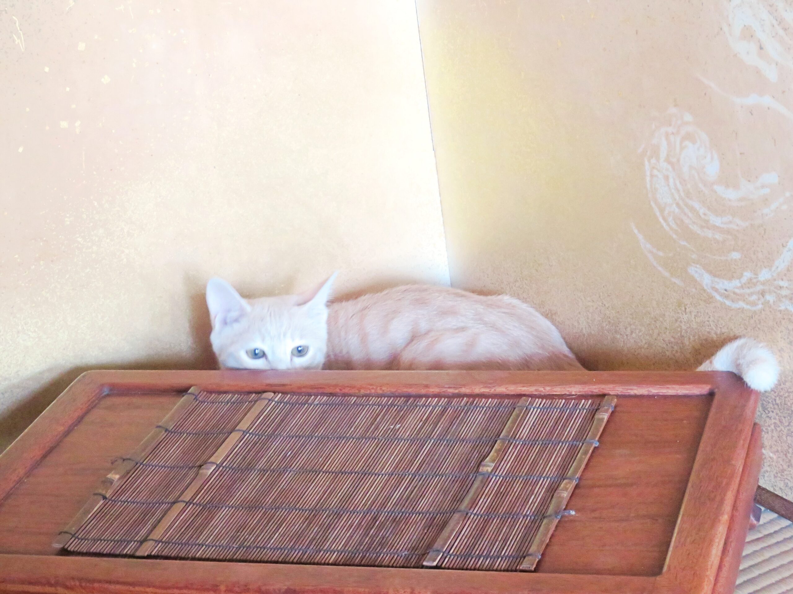 こねこ、そら、遊ぶ