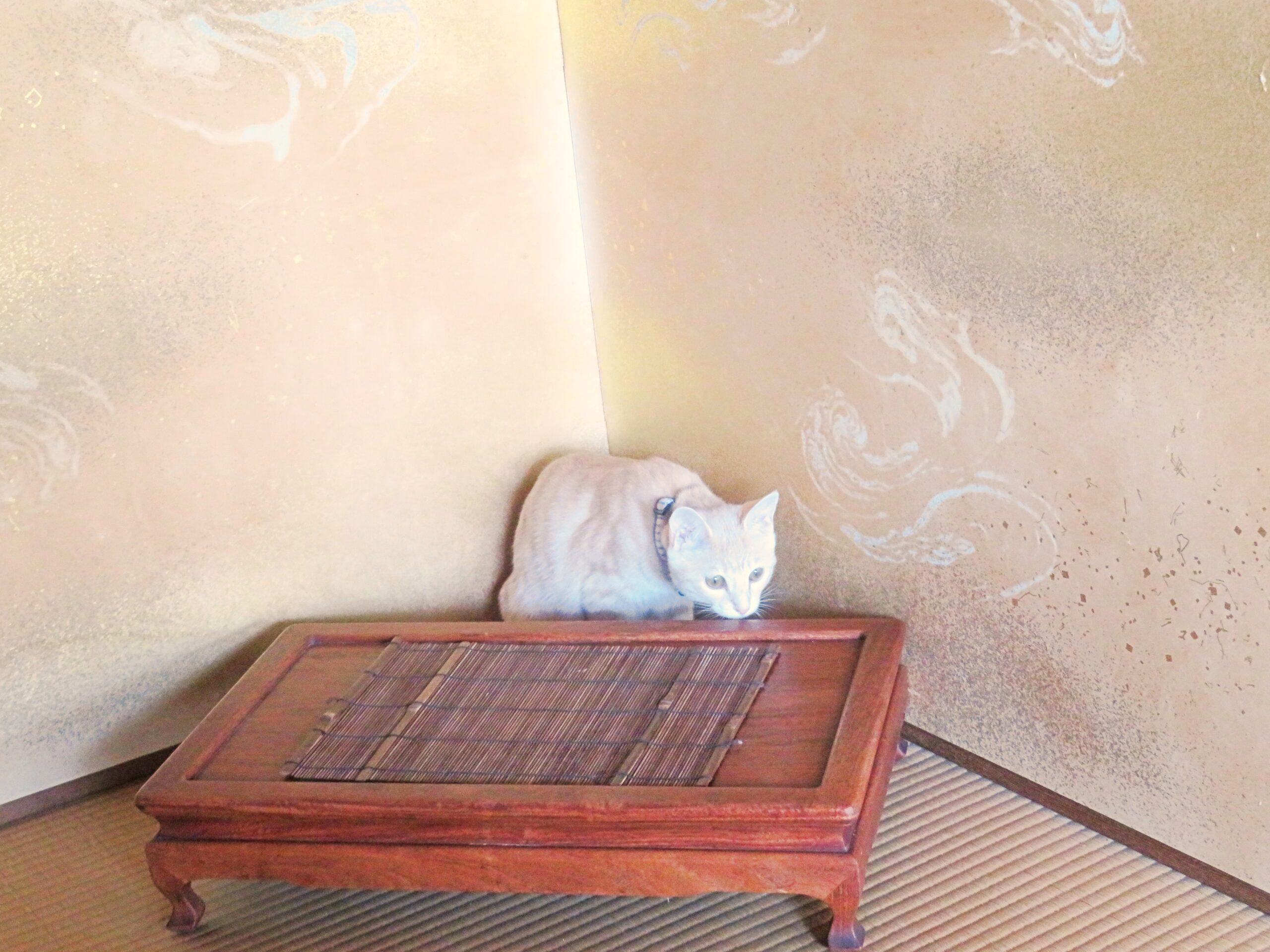 こねこ、そら、遊ぶ