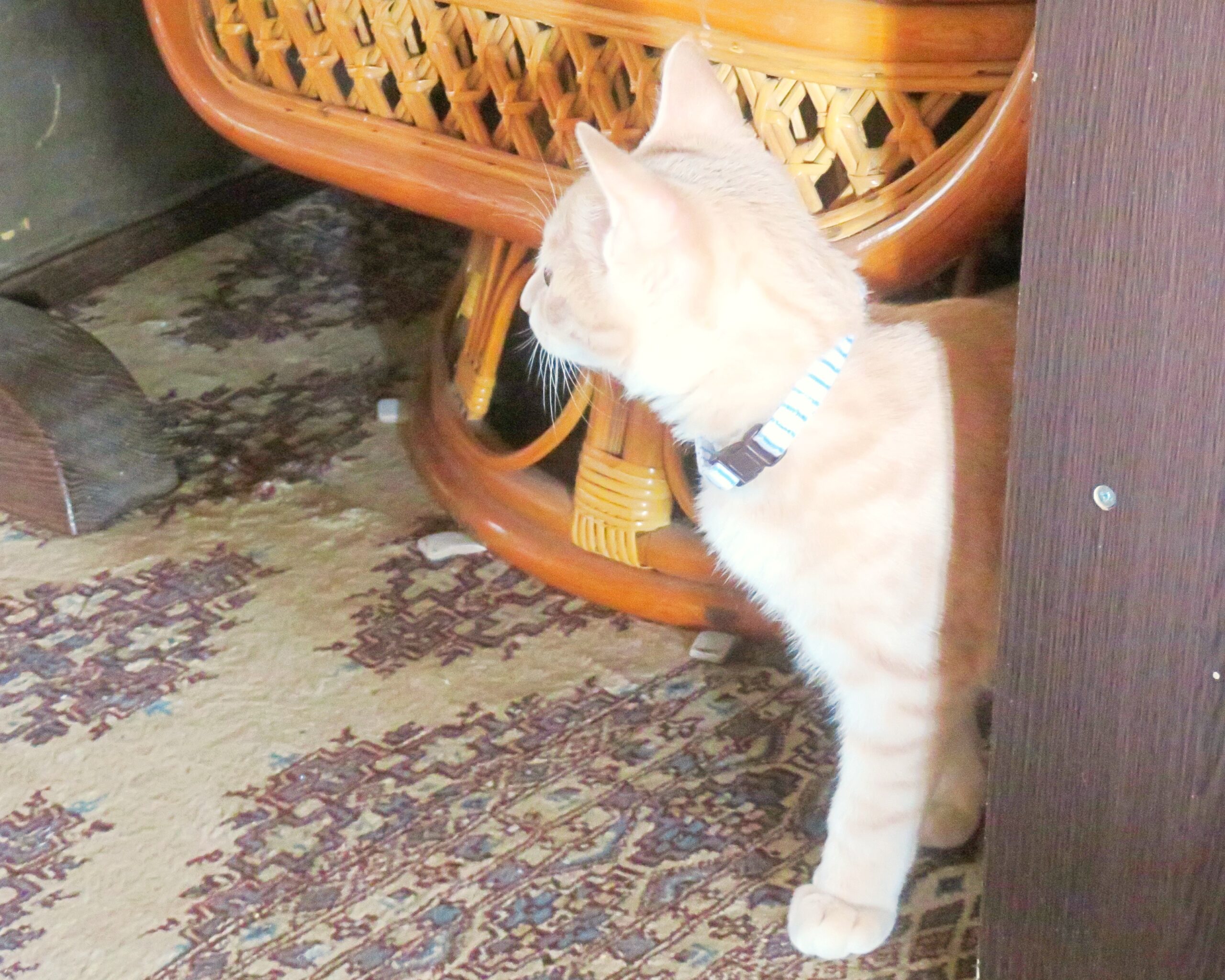 こねこ、そら、遊ぶ