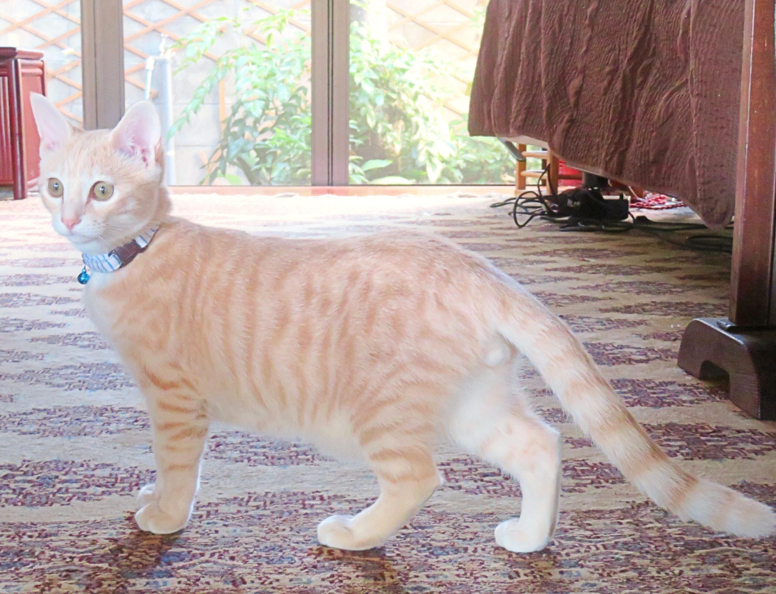 こねこ、そら、遊ぶ