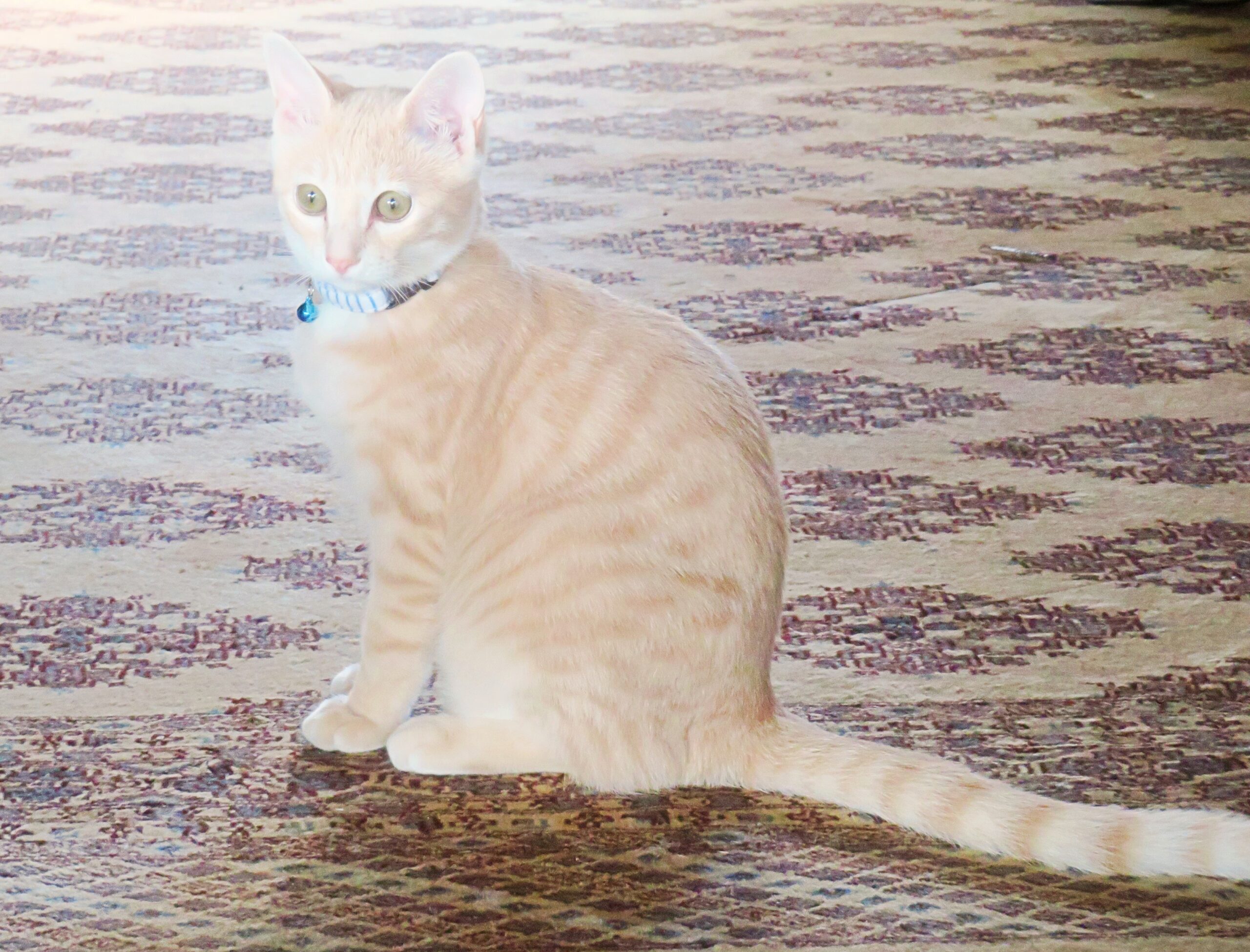 こねこ、そら、遊ぶ