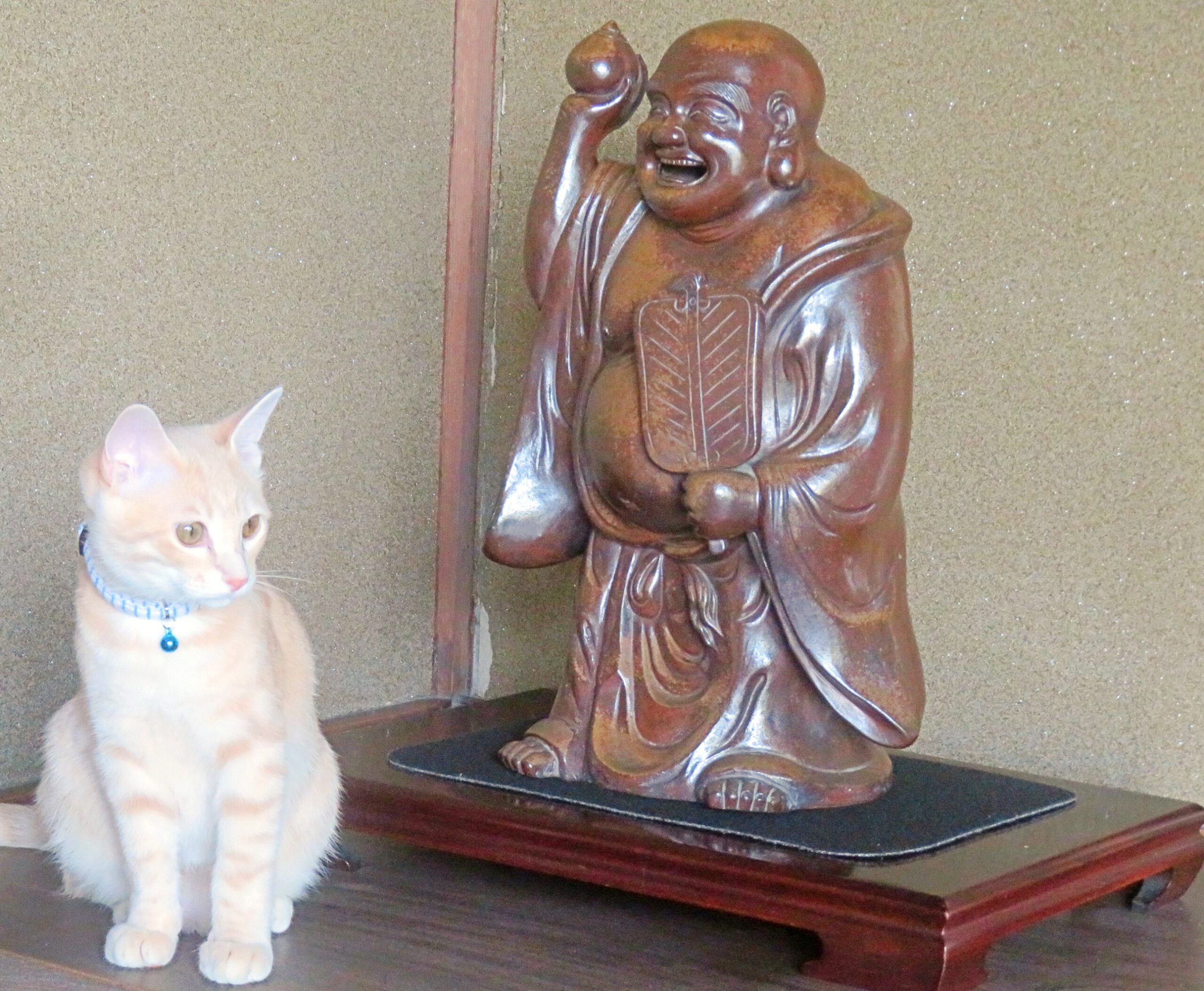 こねこ、そら、遊ぶ