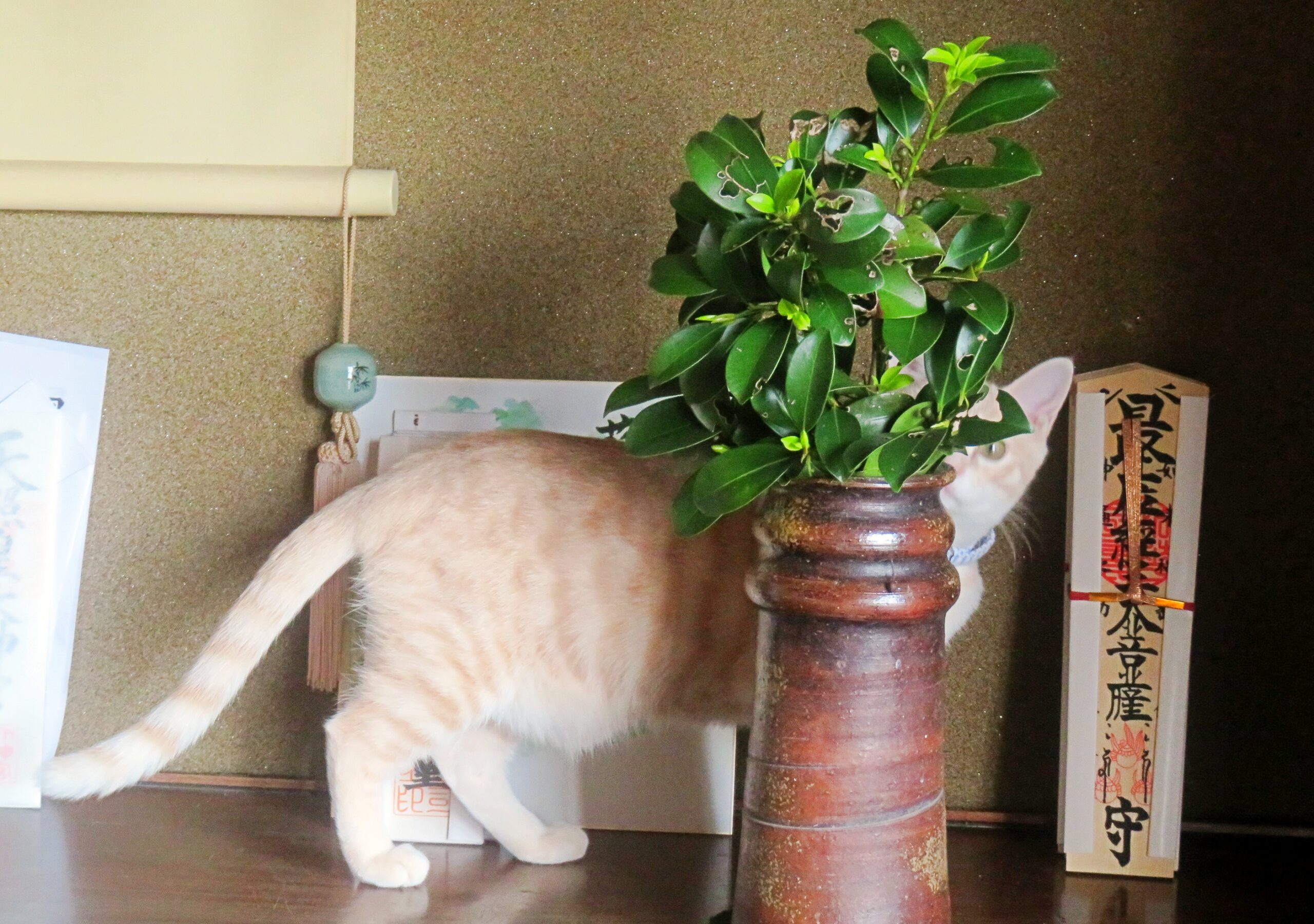 こねこ、そら、遊ぶ