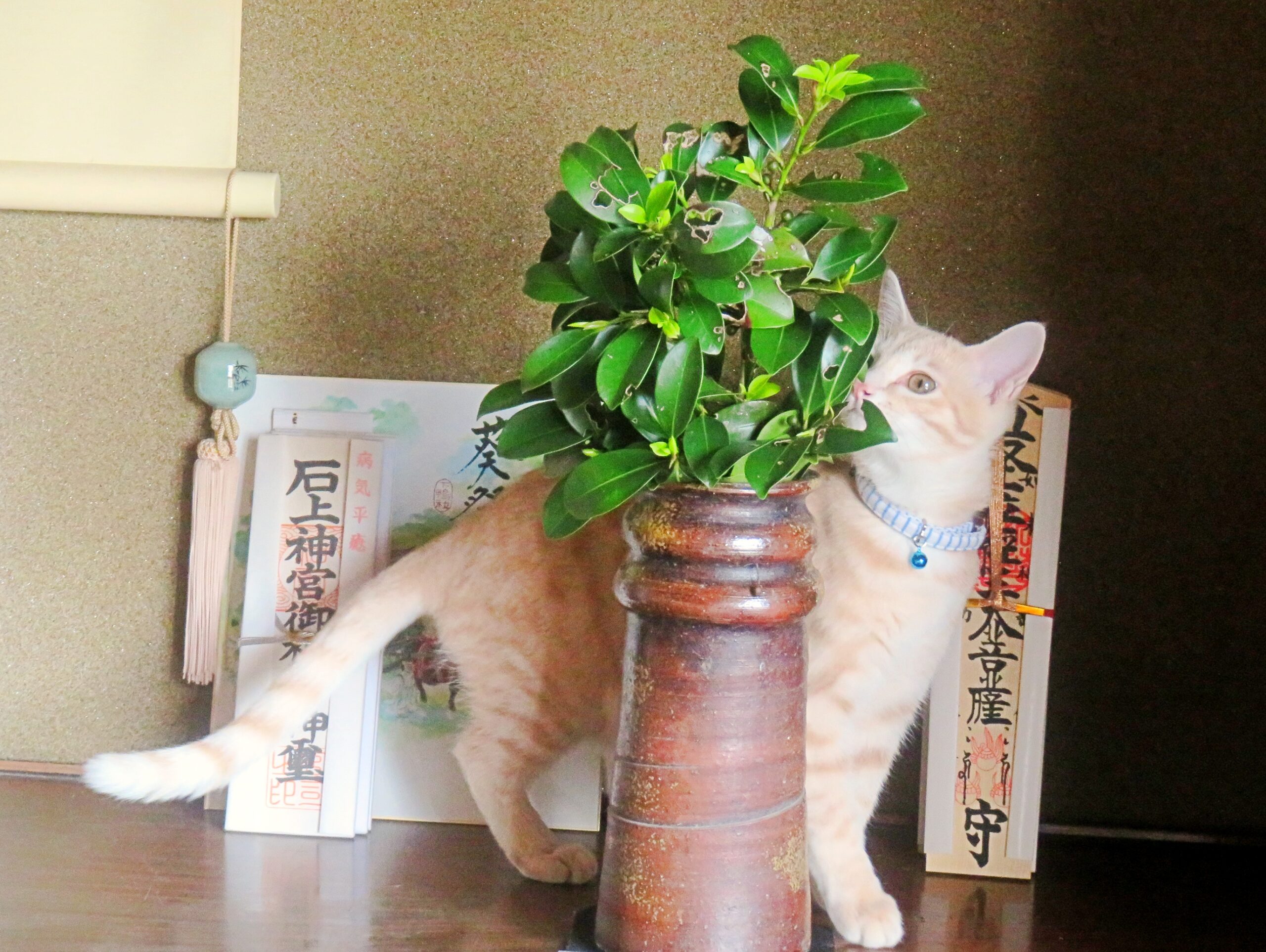 こねこ、そら、遊ぶ