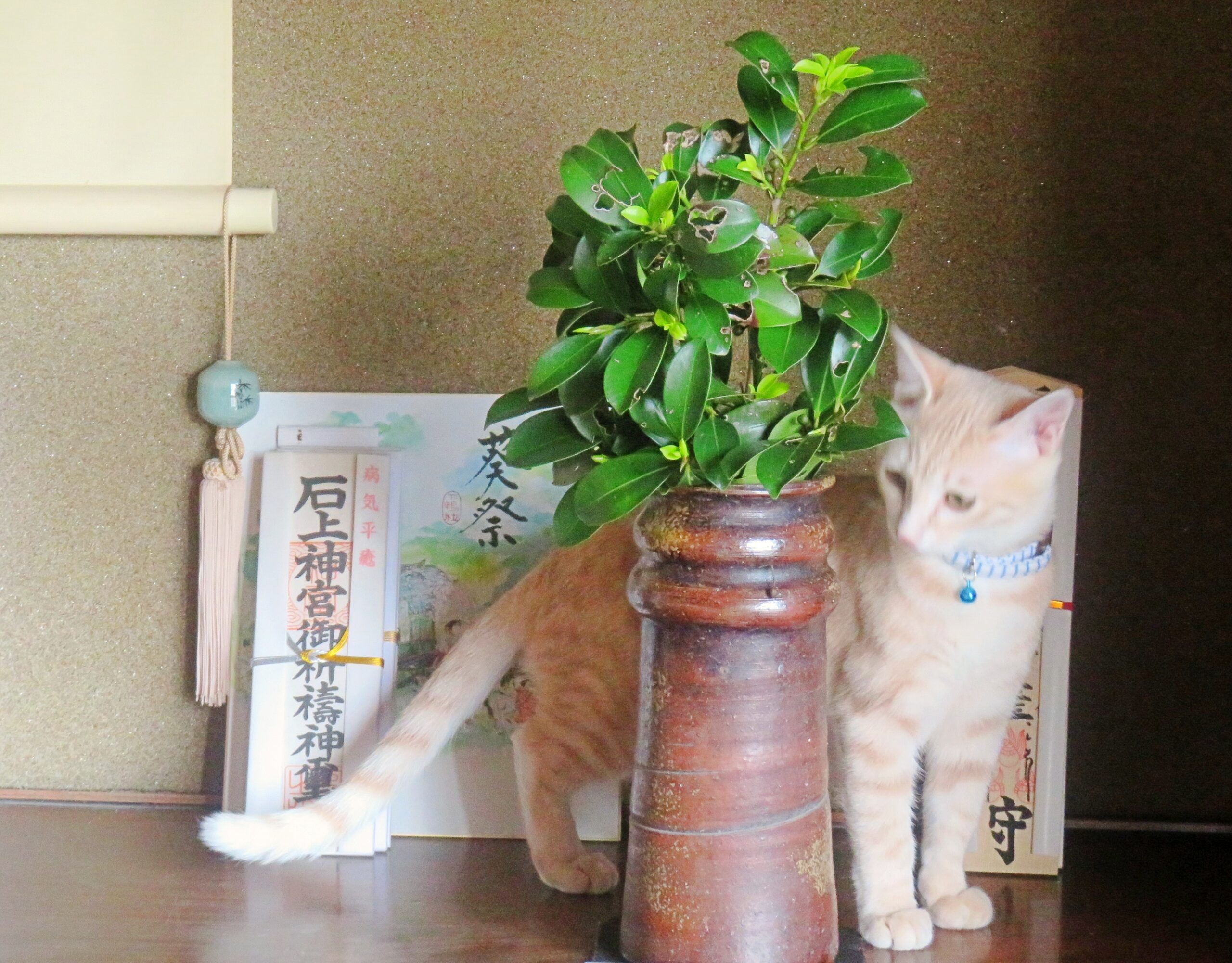 こねこ、そら、遊ぶ