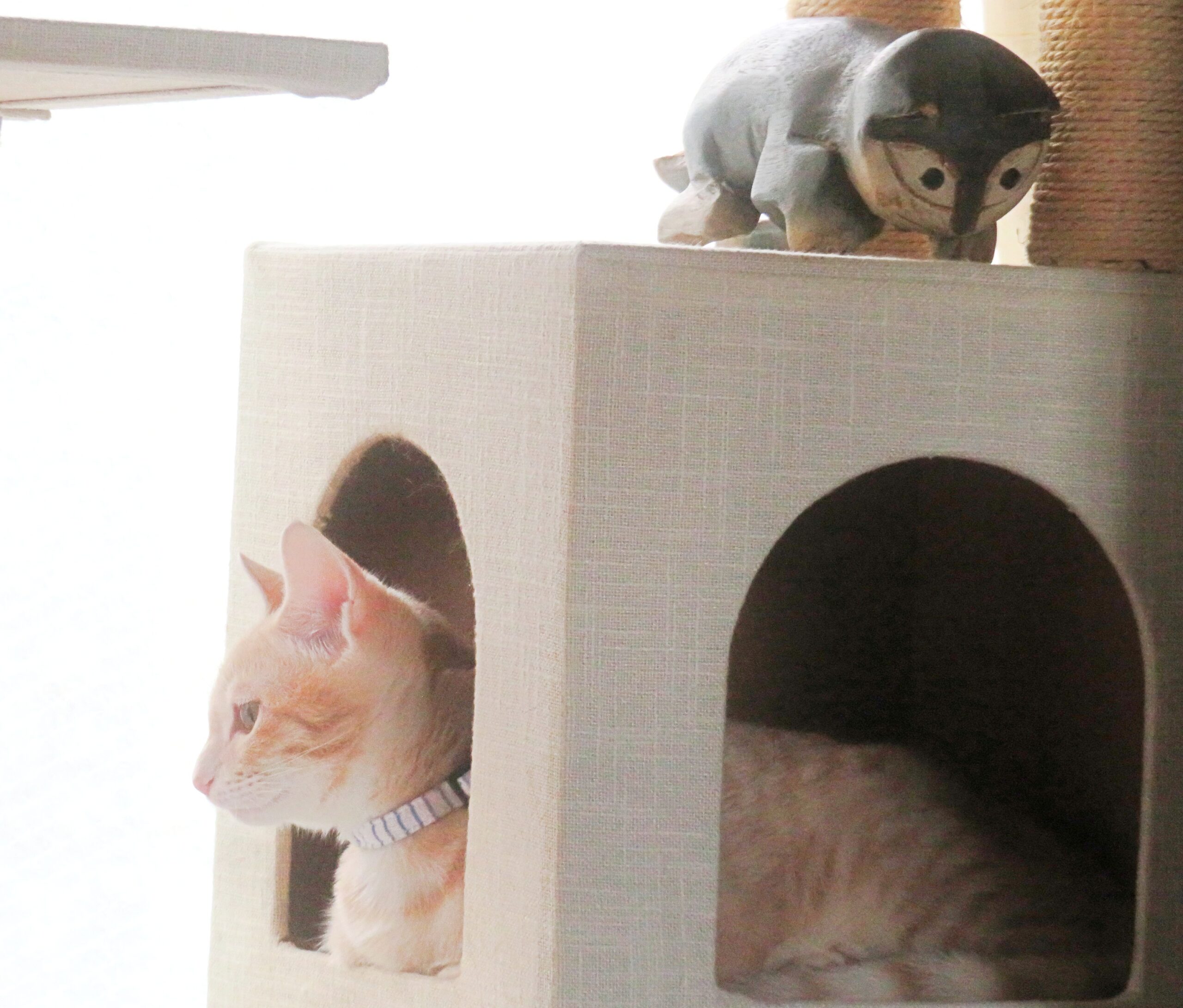 こねこ、そら、遊ぶ