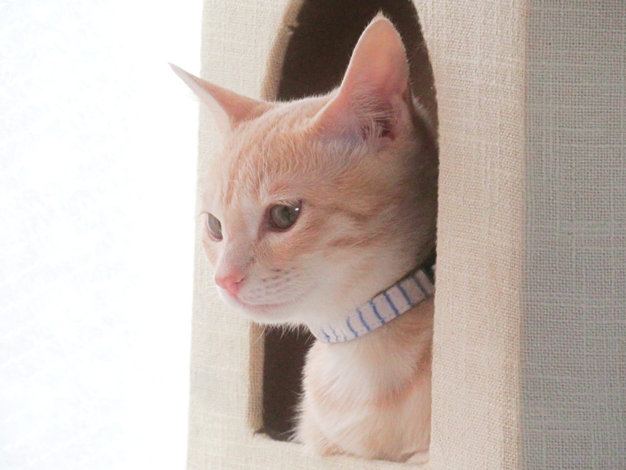 こねこ、そら、遊ぶ