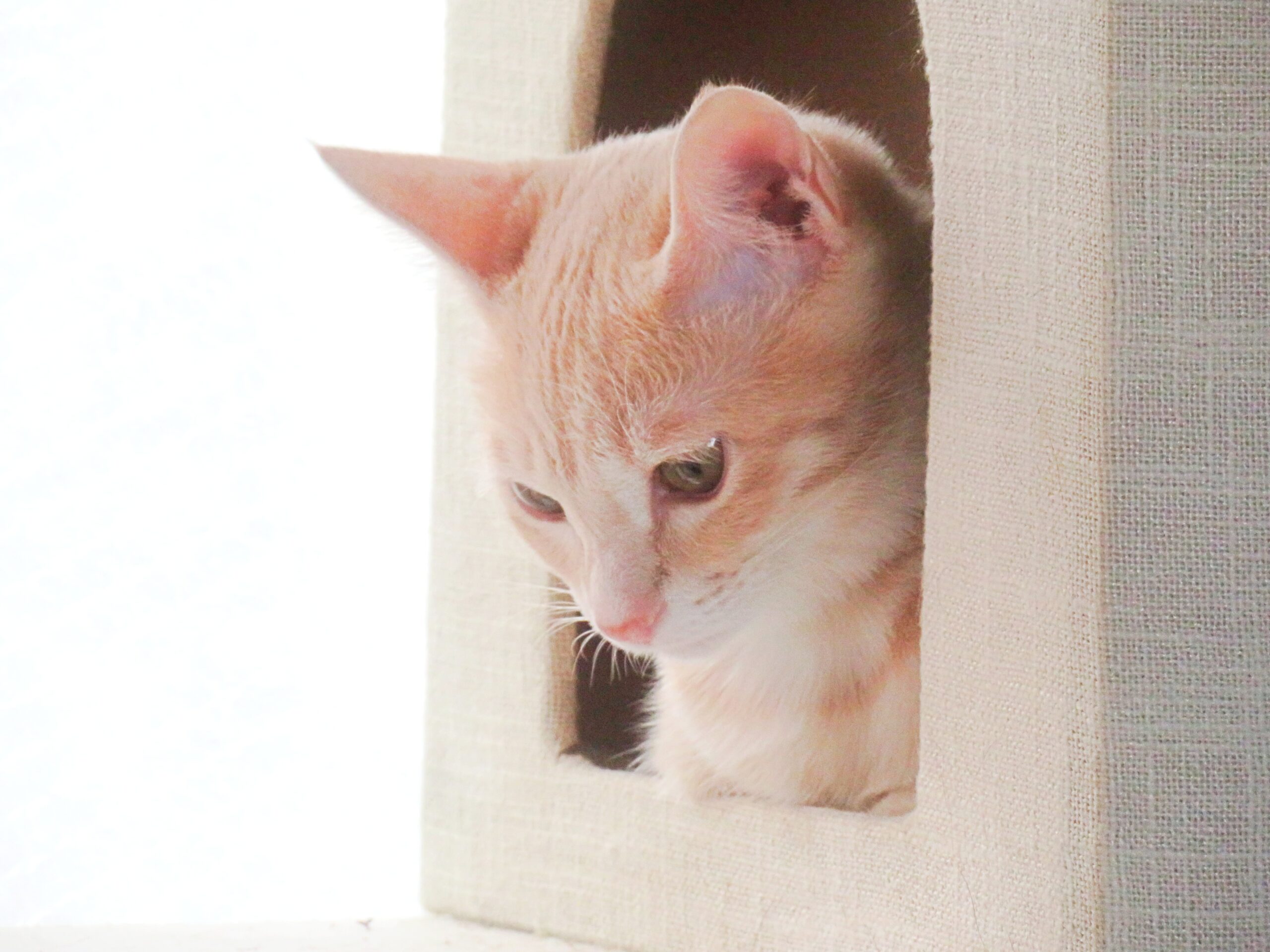 こねこ、そら、遊ぶ