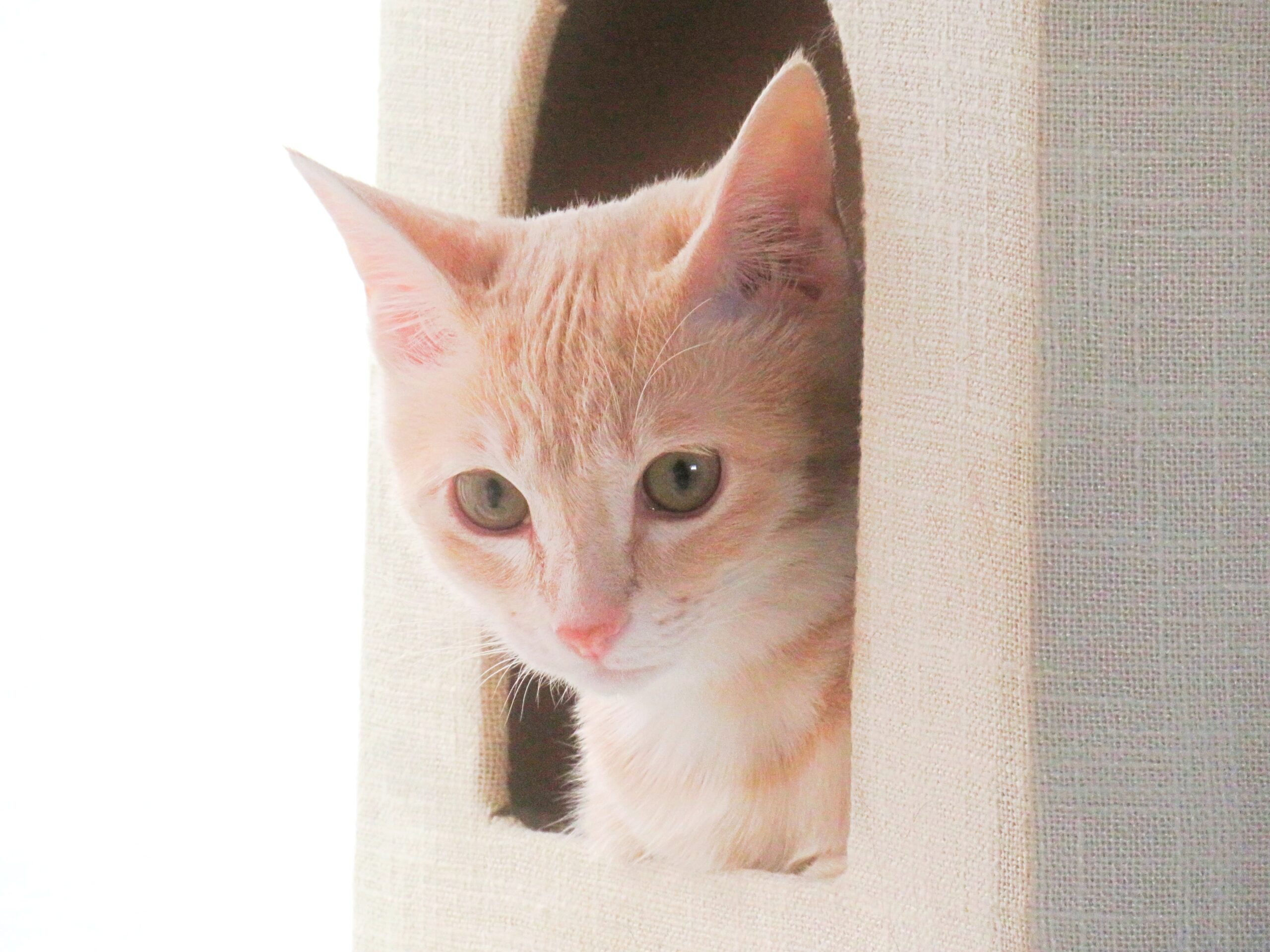 こねこ、そら、遊ぶ
