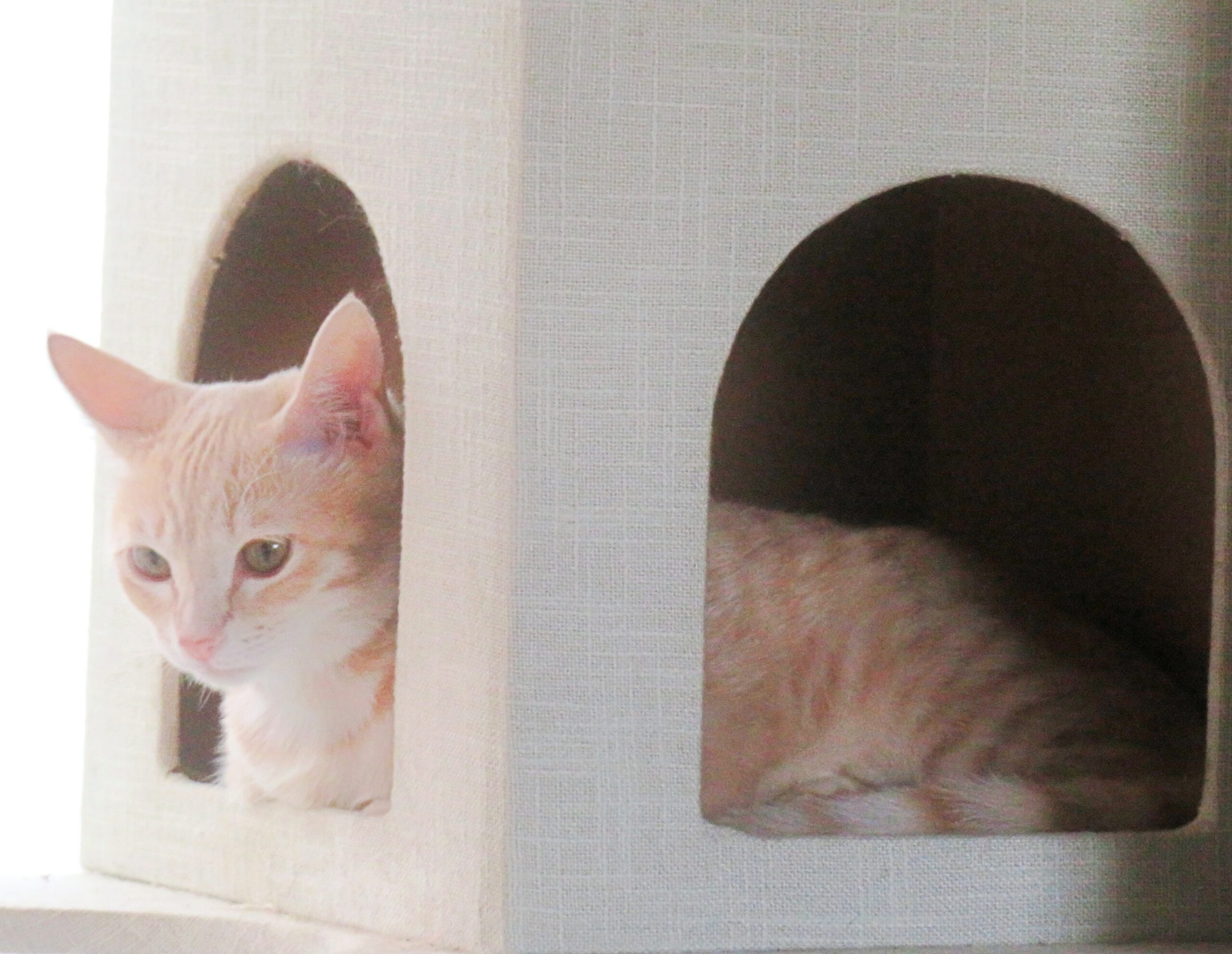 こねこ、そら、遊ぶ