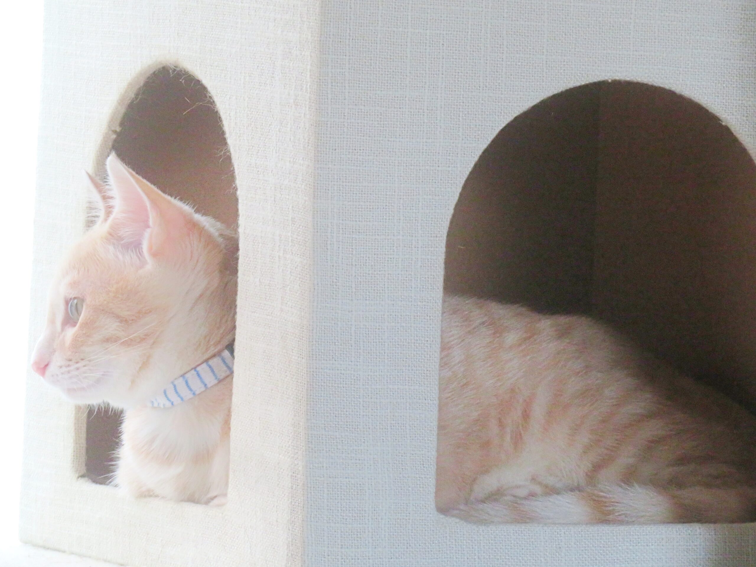 こねこ、そら、遊ぶ