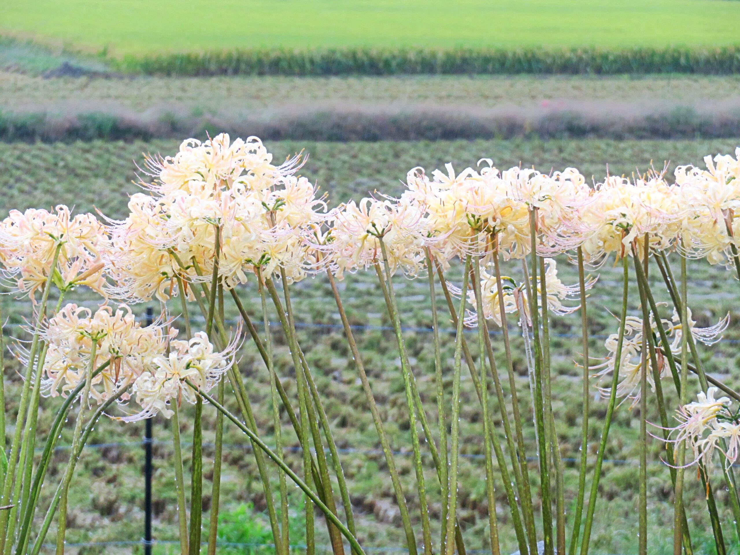 白曼殊沙華と雫