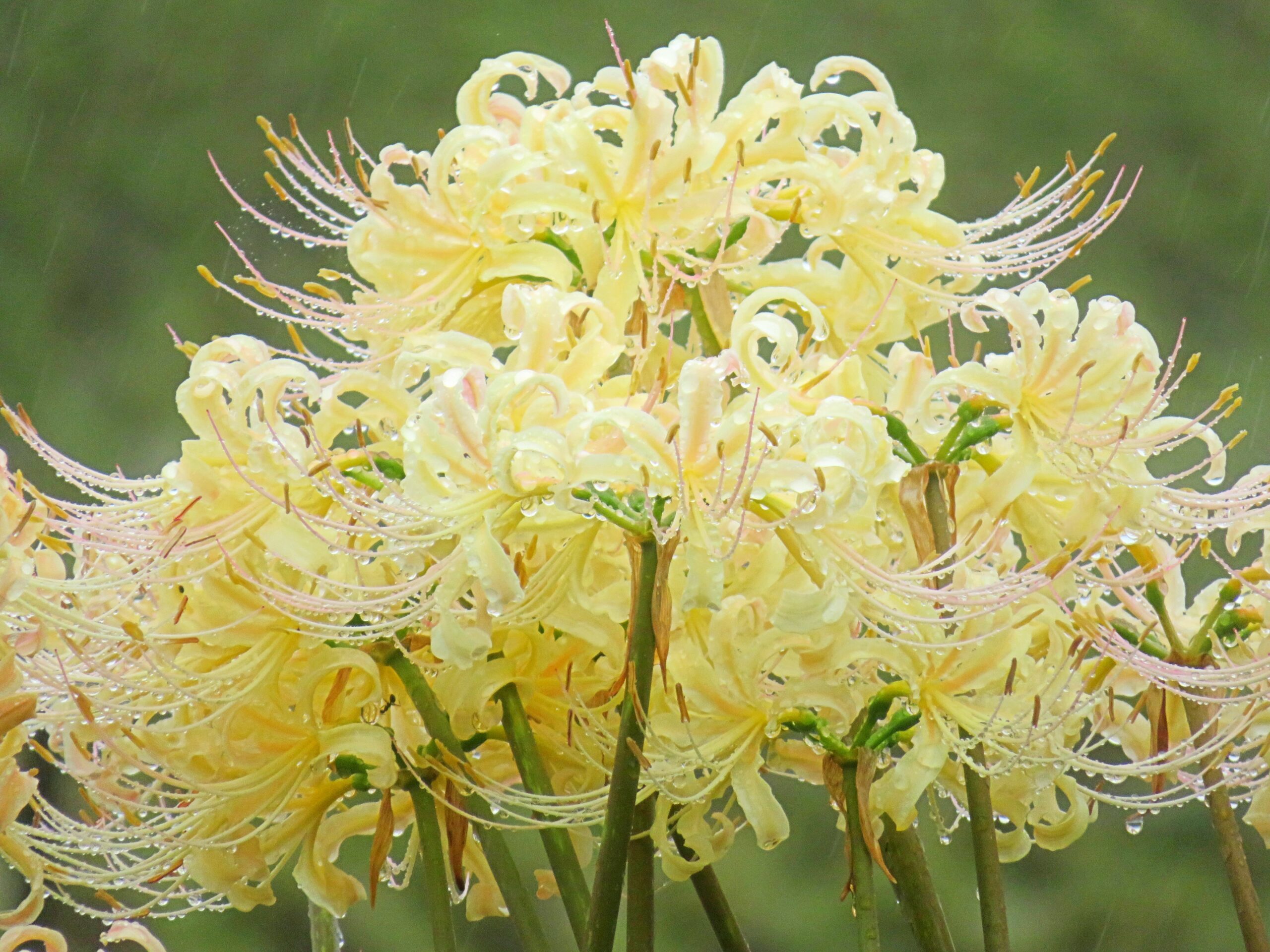 白曼殊沙華と雫