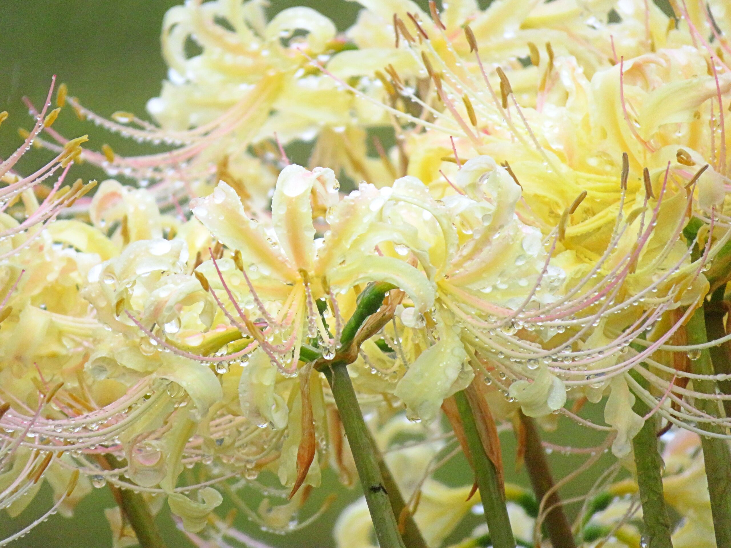白曼殊沙華と雫