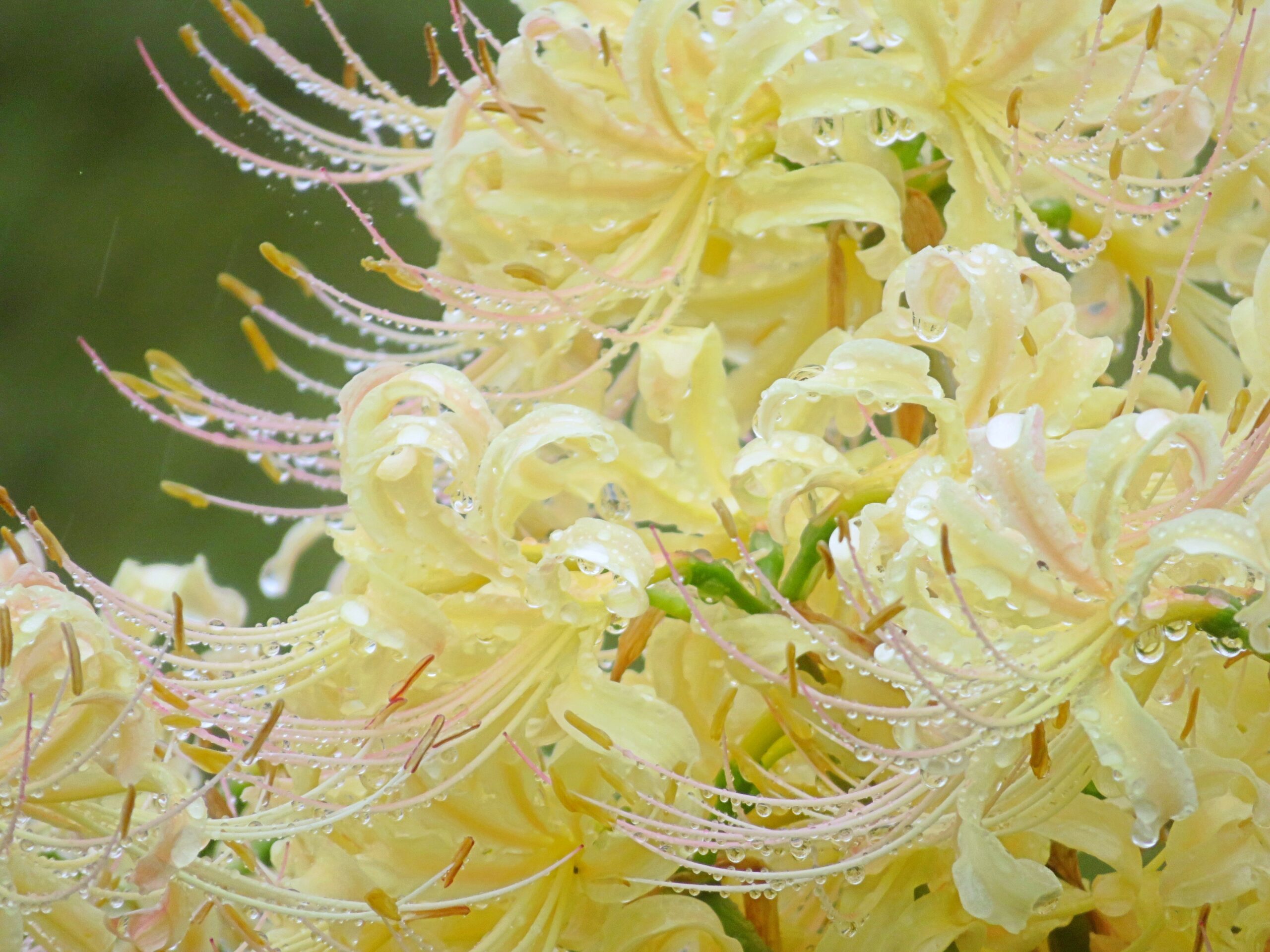 白曼殊沙華と雫