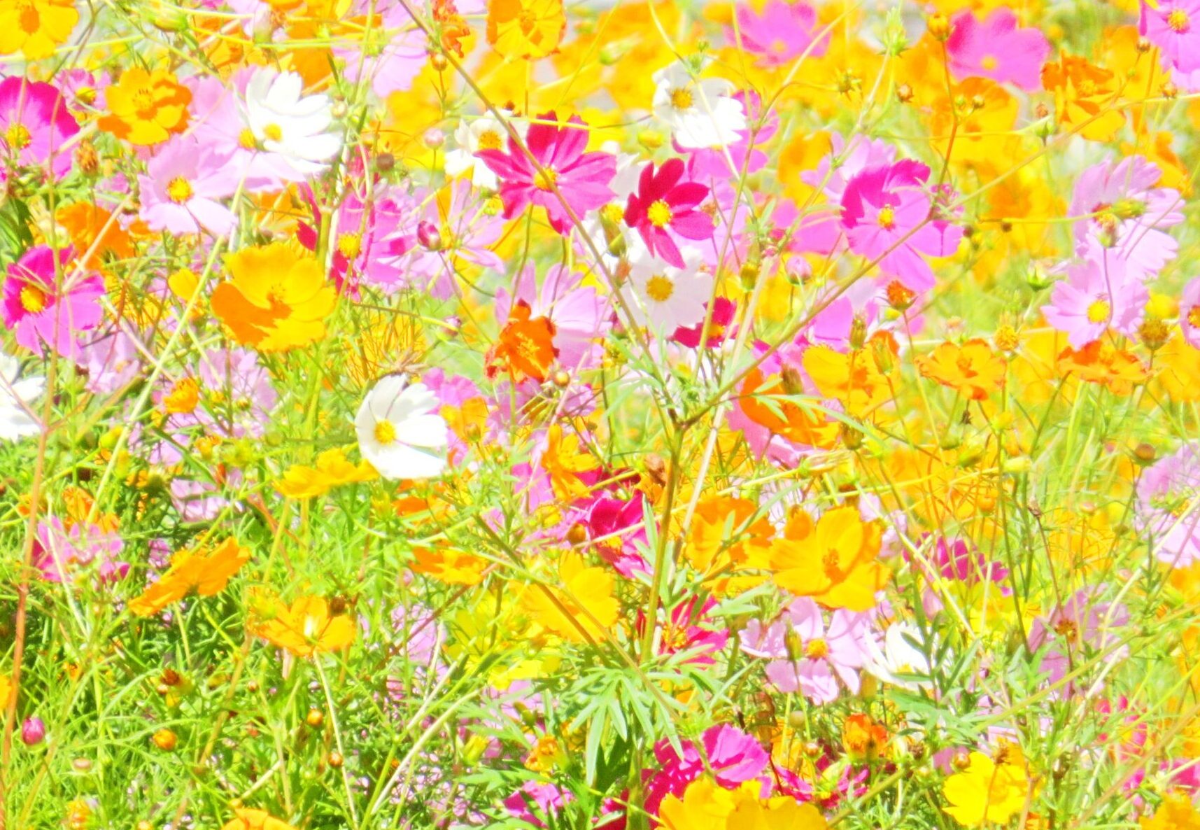 コスモス（秋桜）