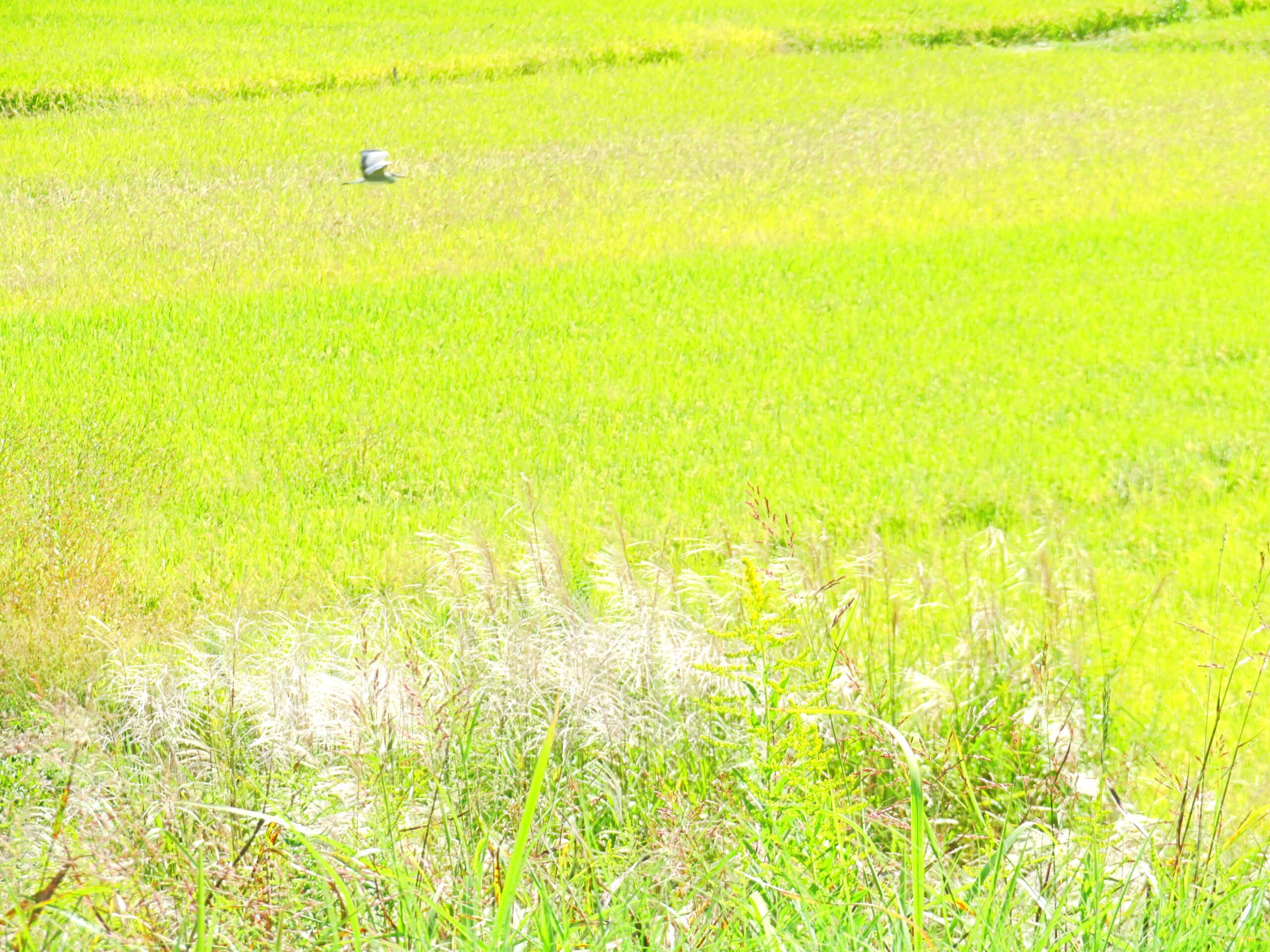 田舎の秋 10月