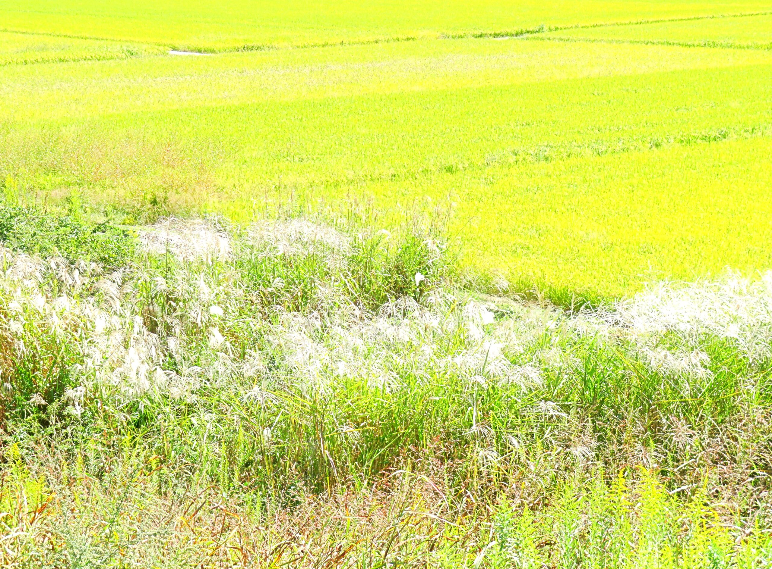 田舎の秋 10月