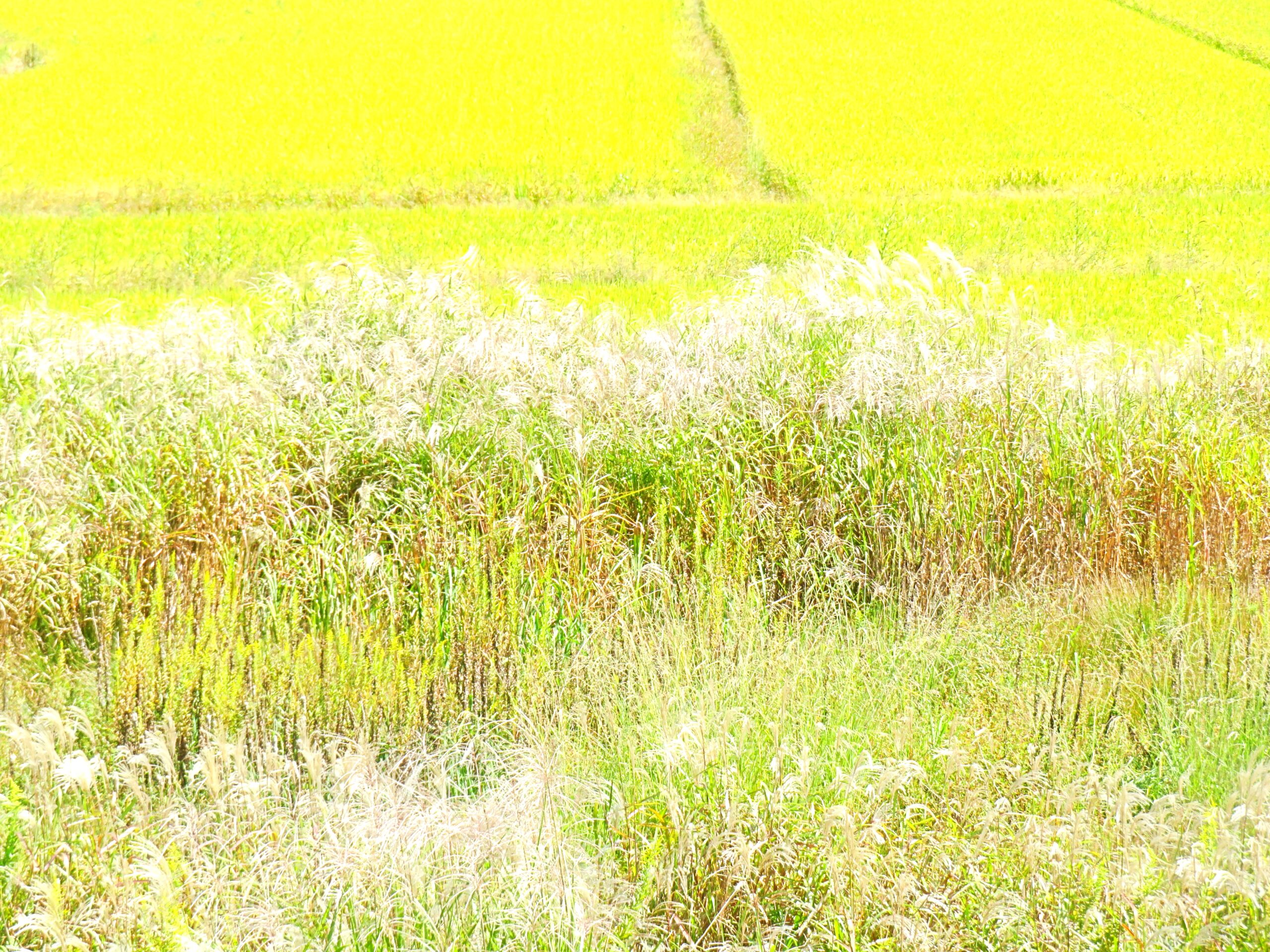 田舎の秋 10月