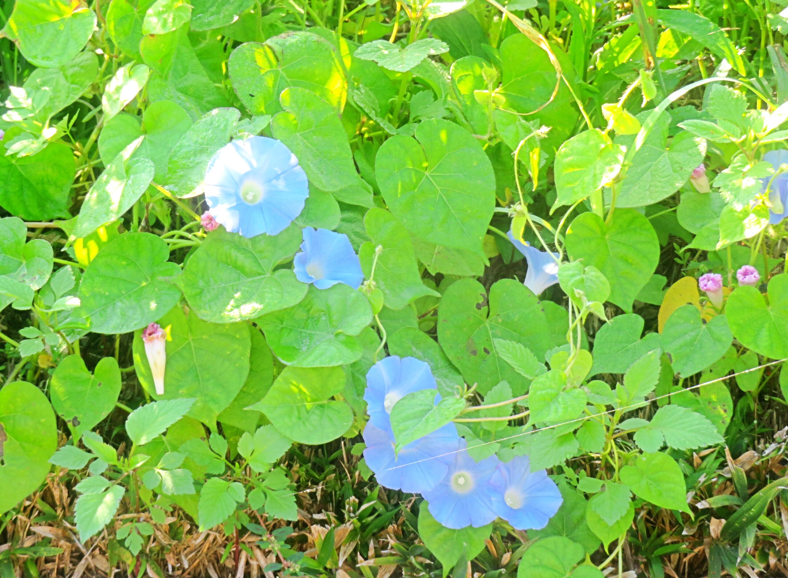 10月下旬の朝顔