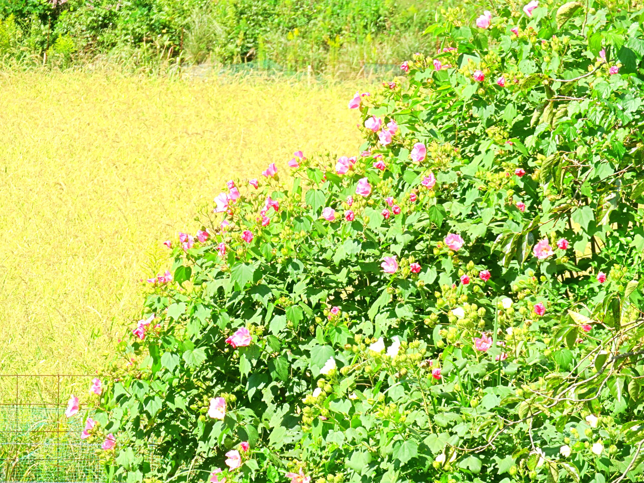 芙蓉と稲穂