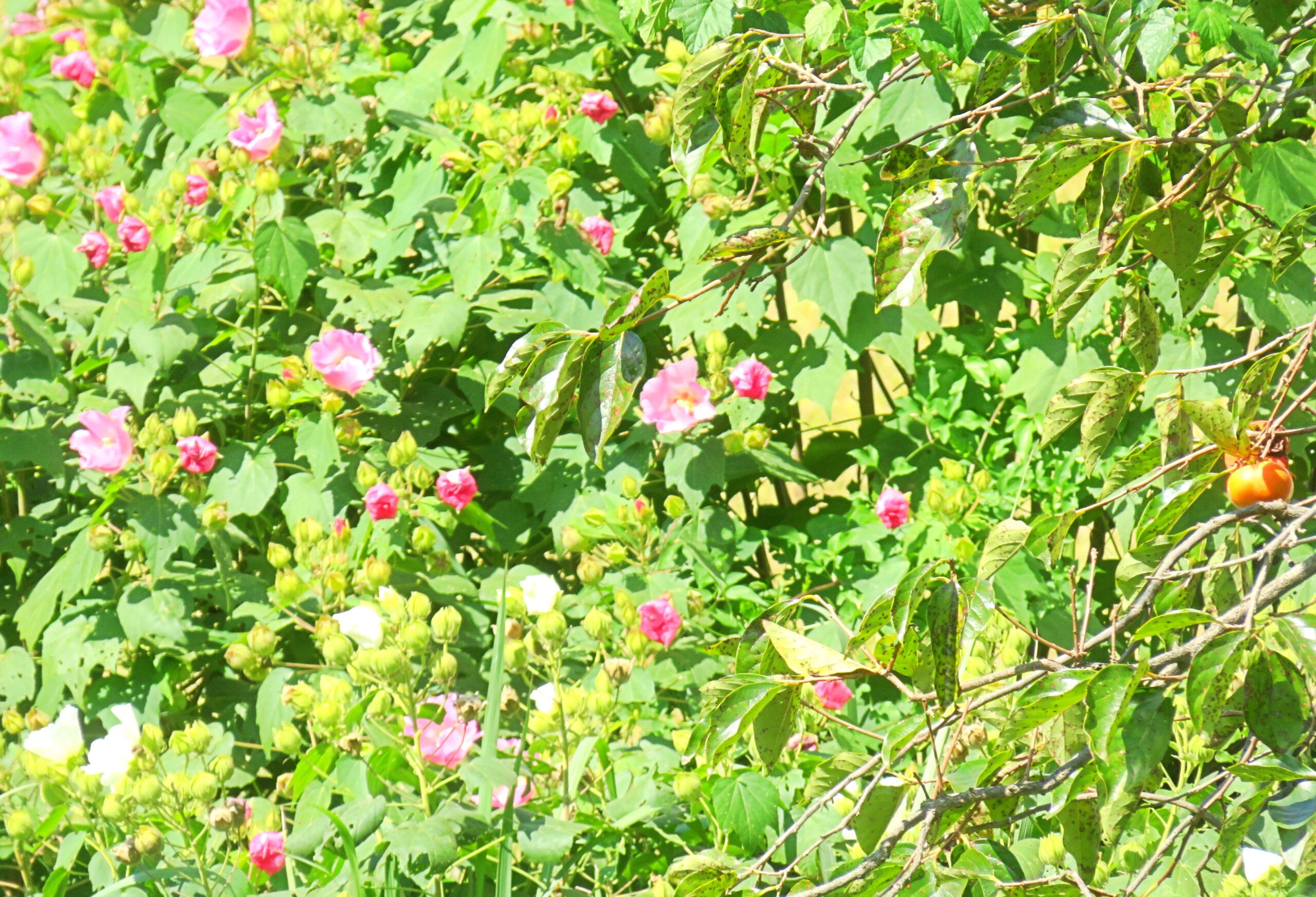 芙蓉