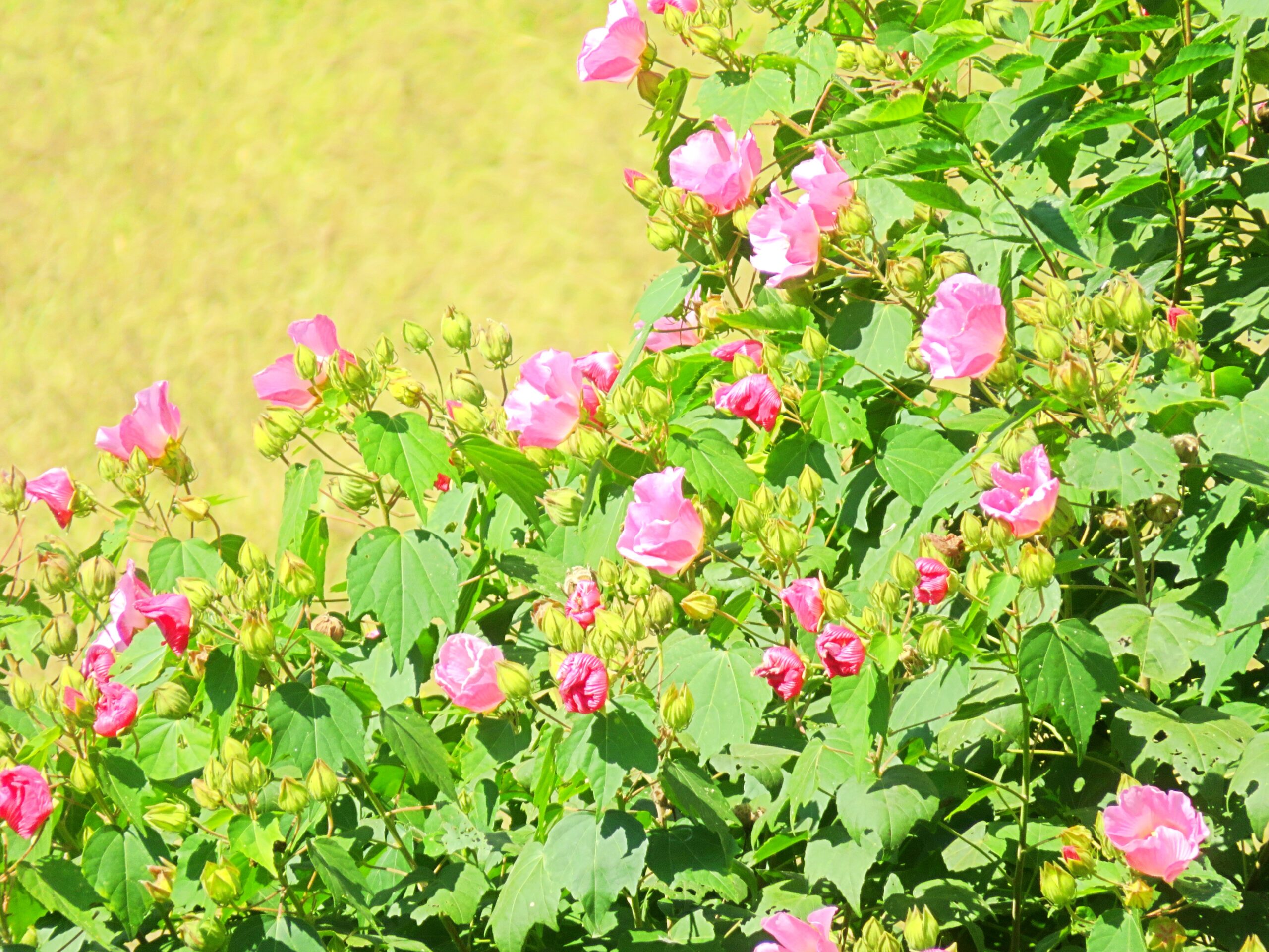 芙蓉と稲穂