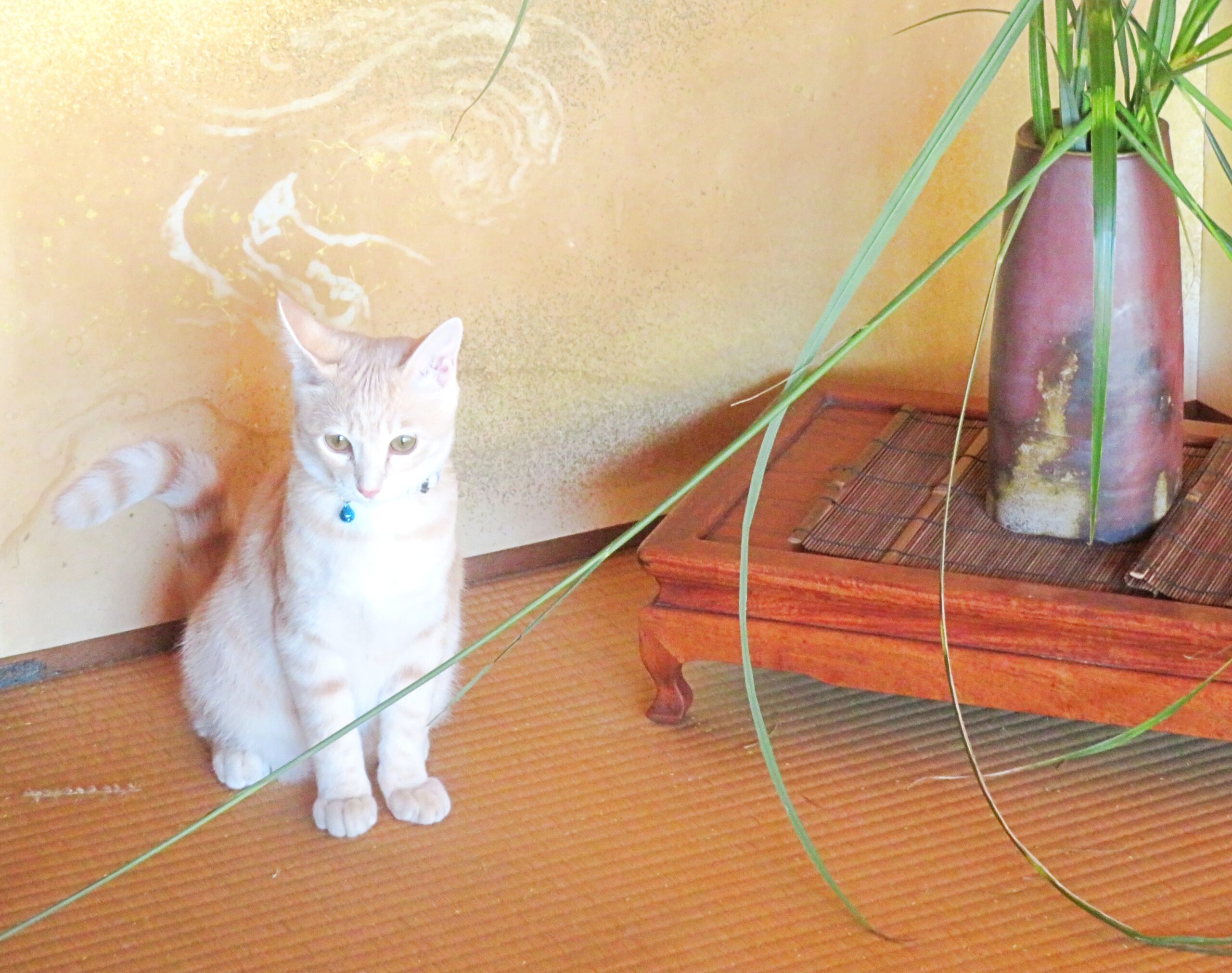 こねこ、そら、遊ぶ