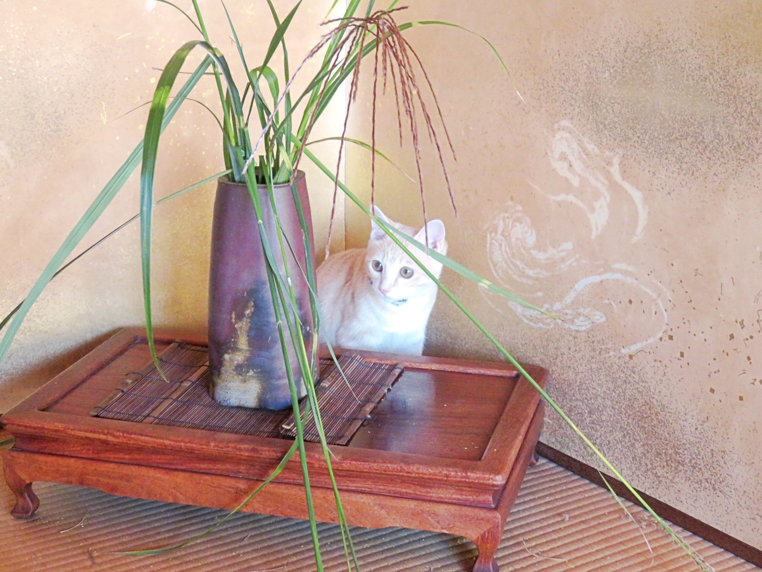 こねこ、そら、遊ぶ